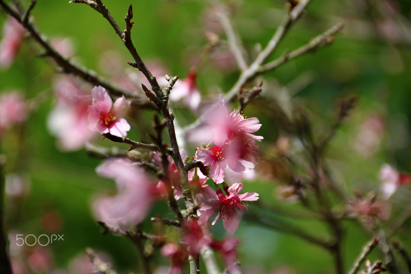 Canon EOS 750D (EOS Rebel T6i / EOS Kiss X8i) sample photo. Sukaru 3701 photography