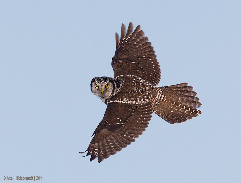Canon EF 500mm F4L IS USM sample photo. Northern hawk owl photography