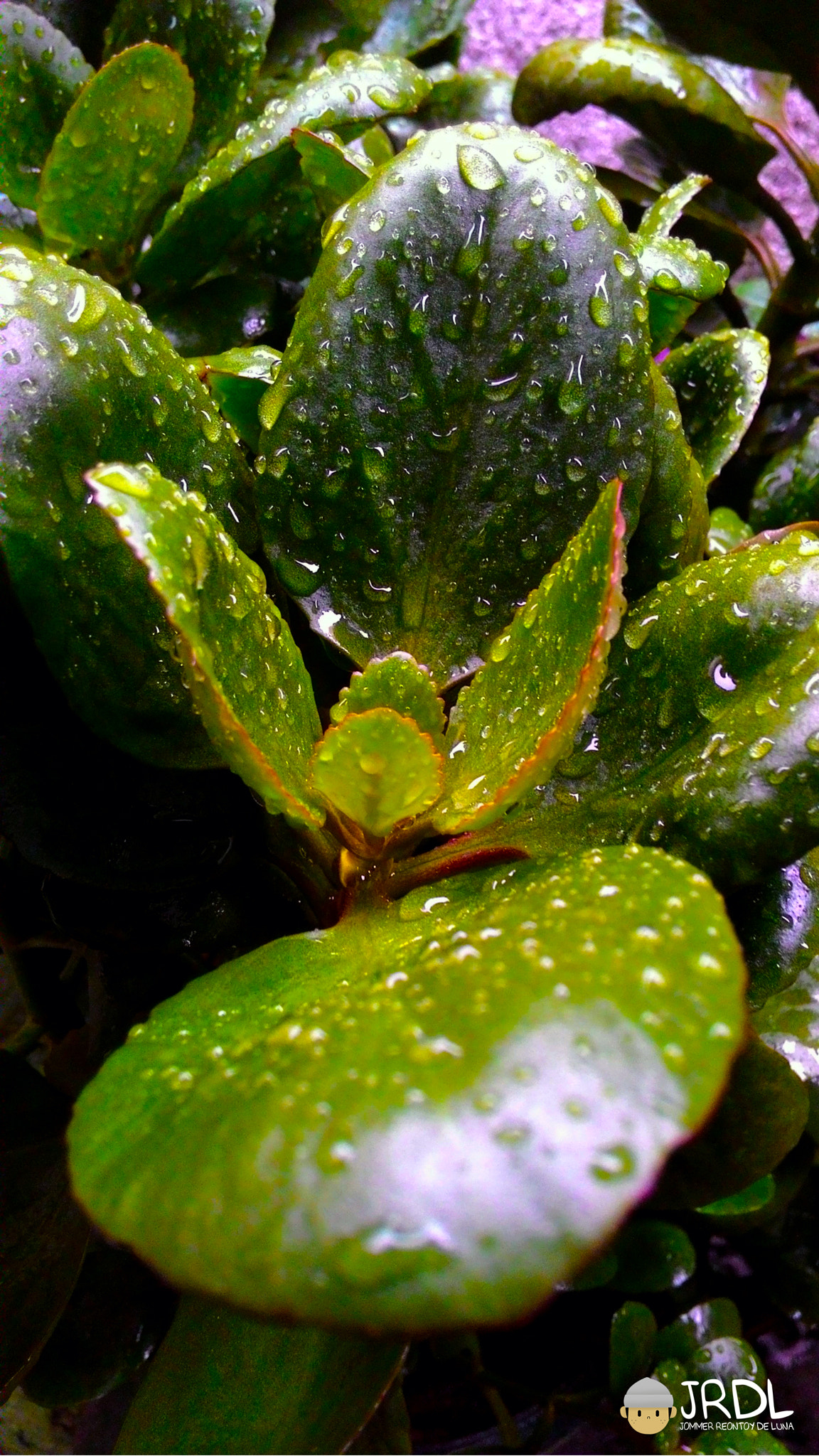 ASUS T00J-D sample photo. Wet plant photography