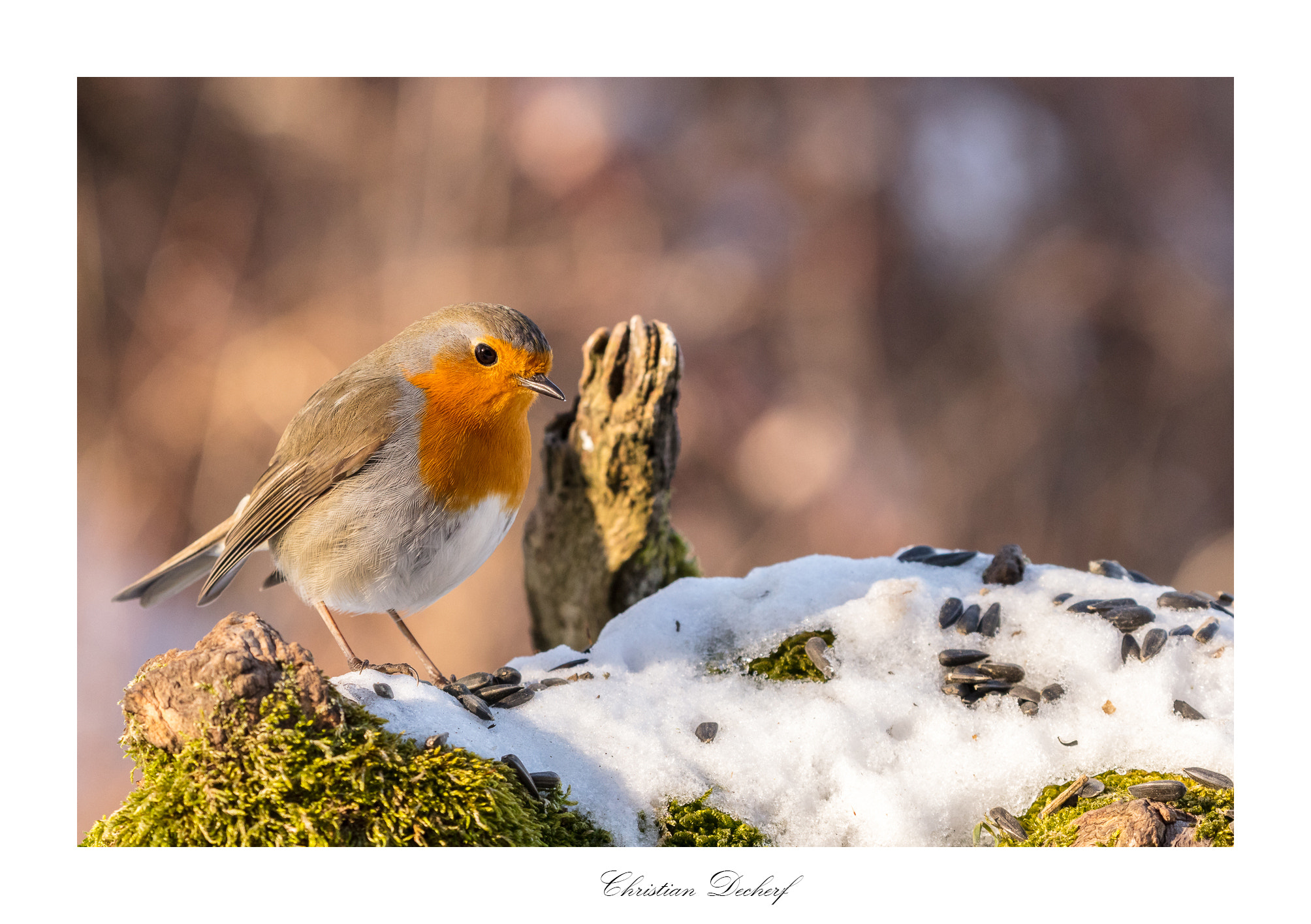 Canon EOS 5DS R sample photo. Rouge-gorge. photography