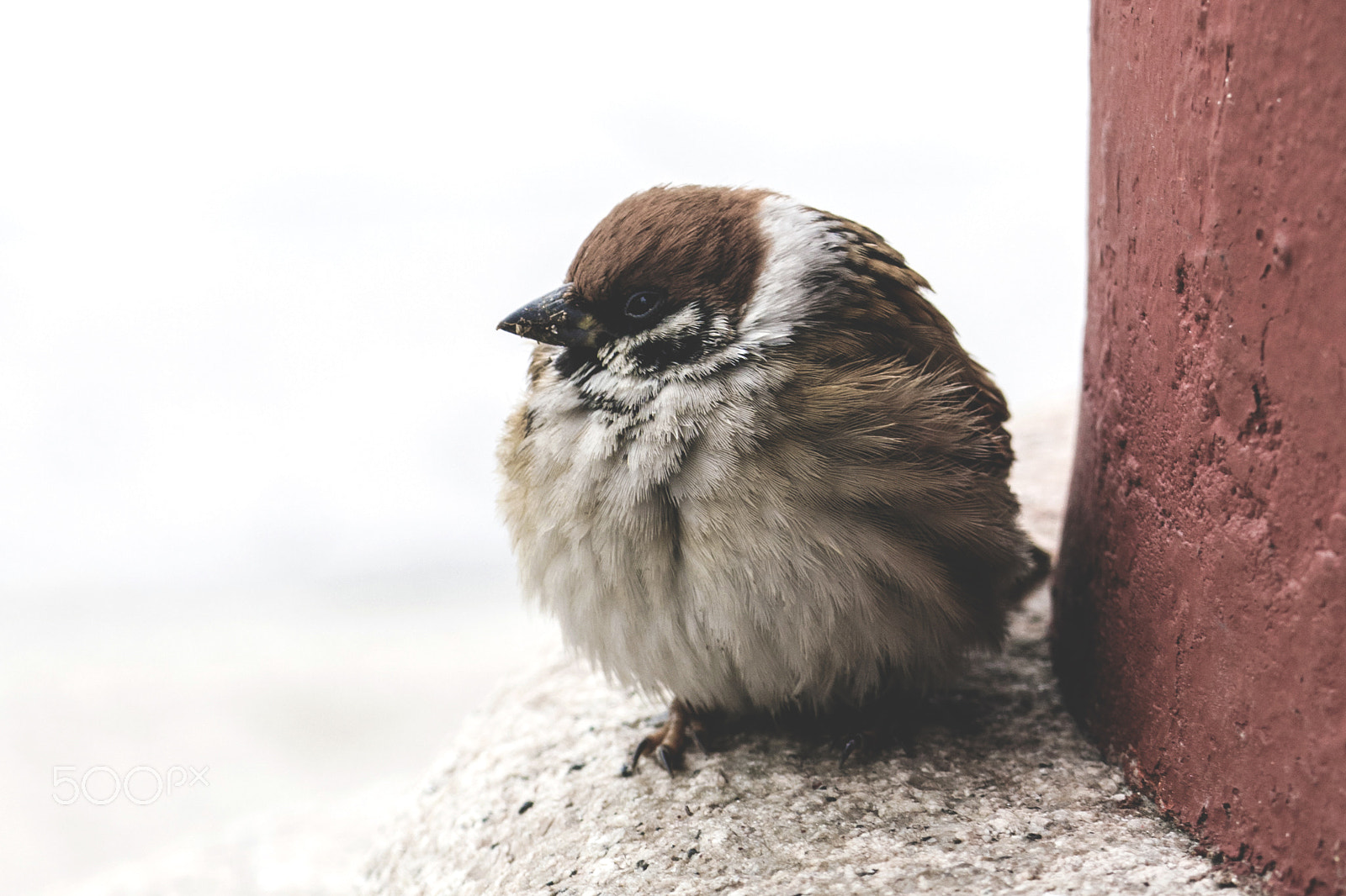 Sony a6000 + Sony FE 90mm F2.8 Macro G OSS sample photo. Little bird photography