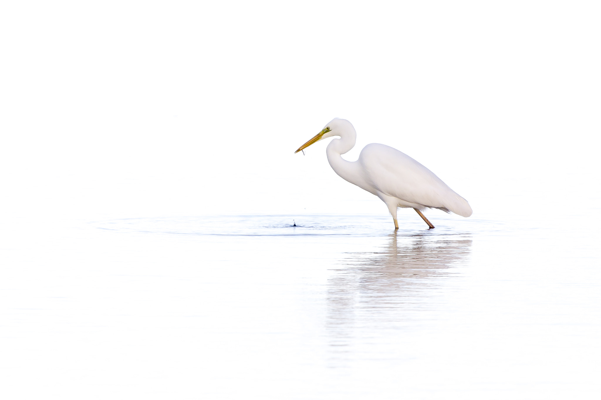 Canon EOS 550D (EOS Rebel T2i / EOS Kiss X4) sample photo. Ardea alba photography