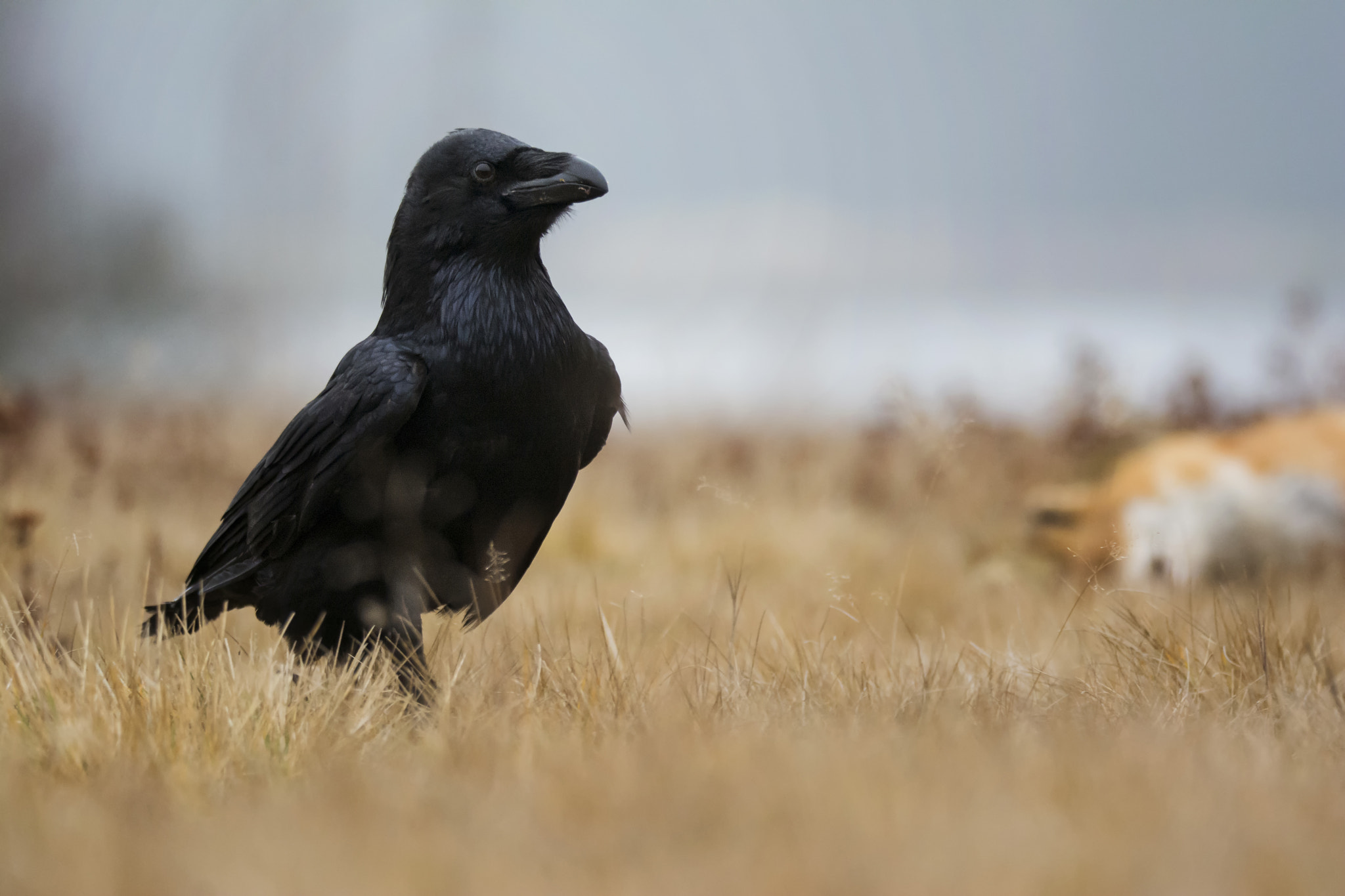 Nikon D7100 + Sigma 150-600mm F5-6.3 DG OS HSM | S sample photo. Raven (corvus corax) photography