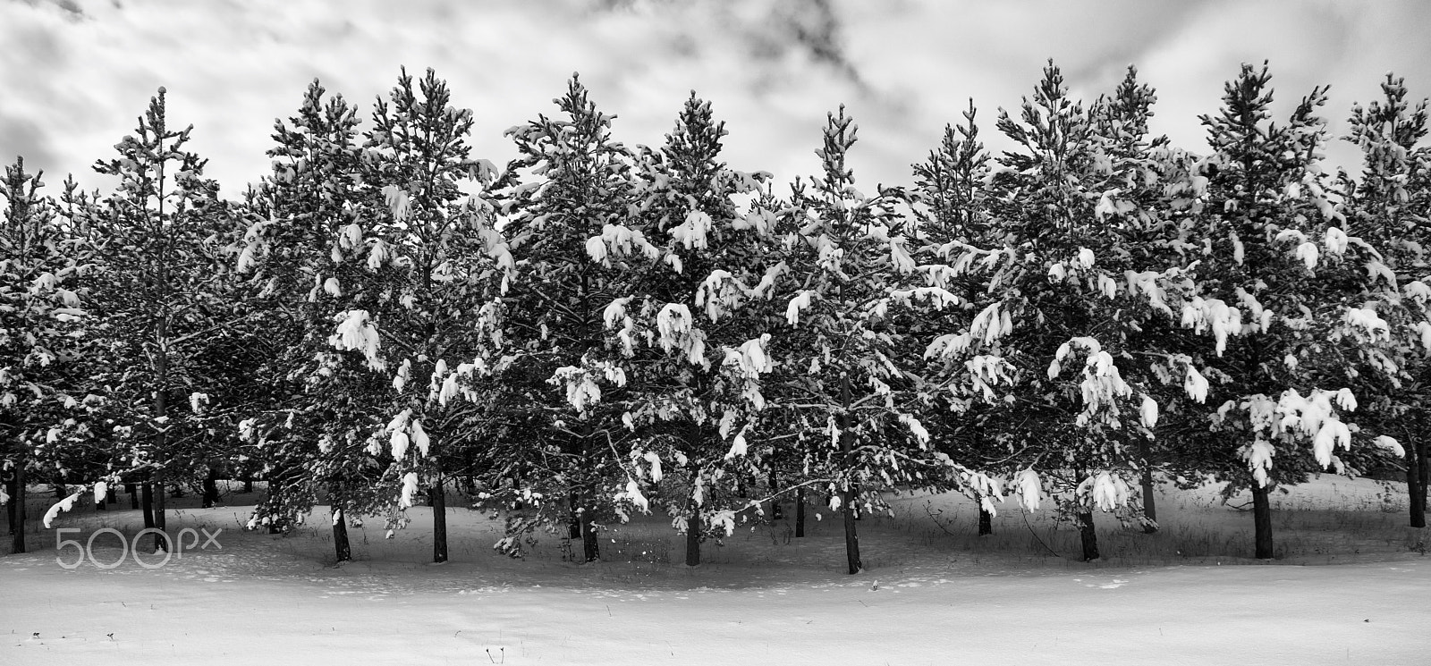 Sony SLT-A77 sample photo. Trees in line photography