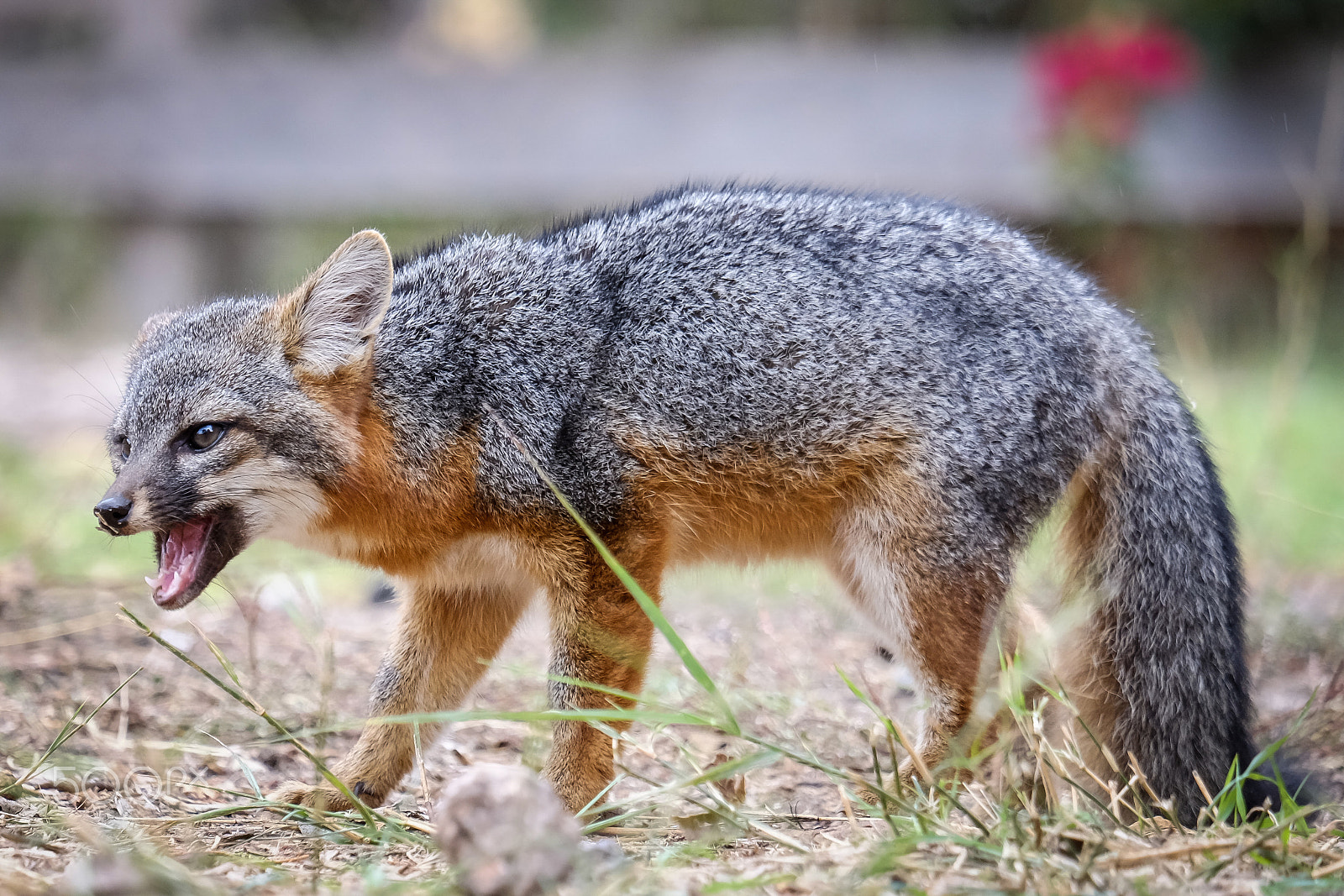 Fujifilm XF 55-200mm F3.5-4.8 R LM OIS sample photo. Island fox - channel islands national park photography