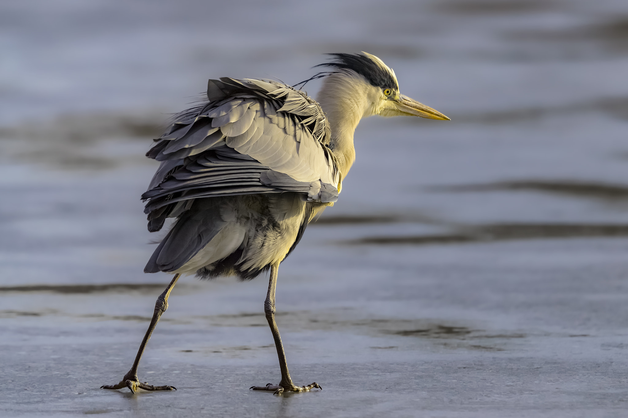 Canon EOS-1D X Mark II + Canon EF 400mm F2.8L IS II USM sample photo. Grey heron on ice.... photography