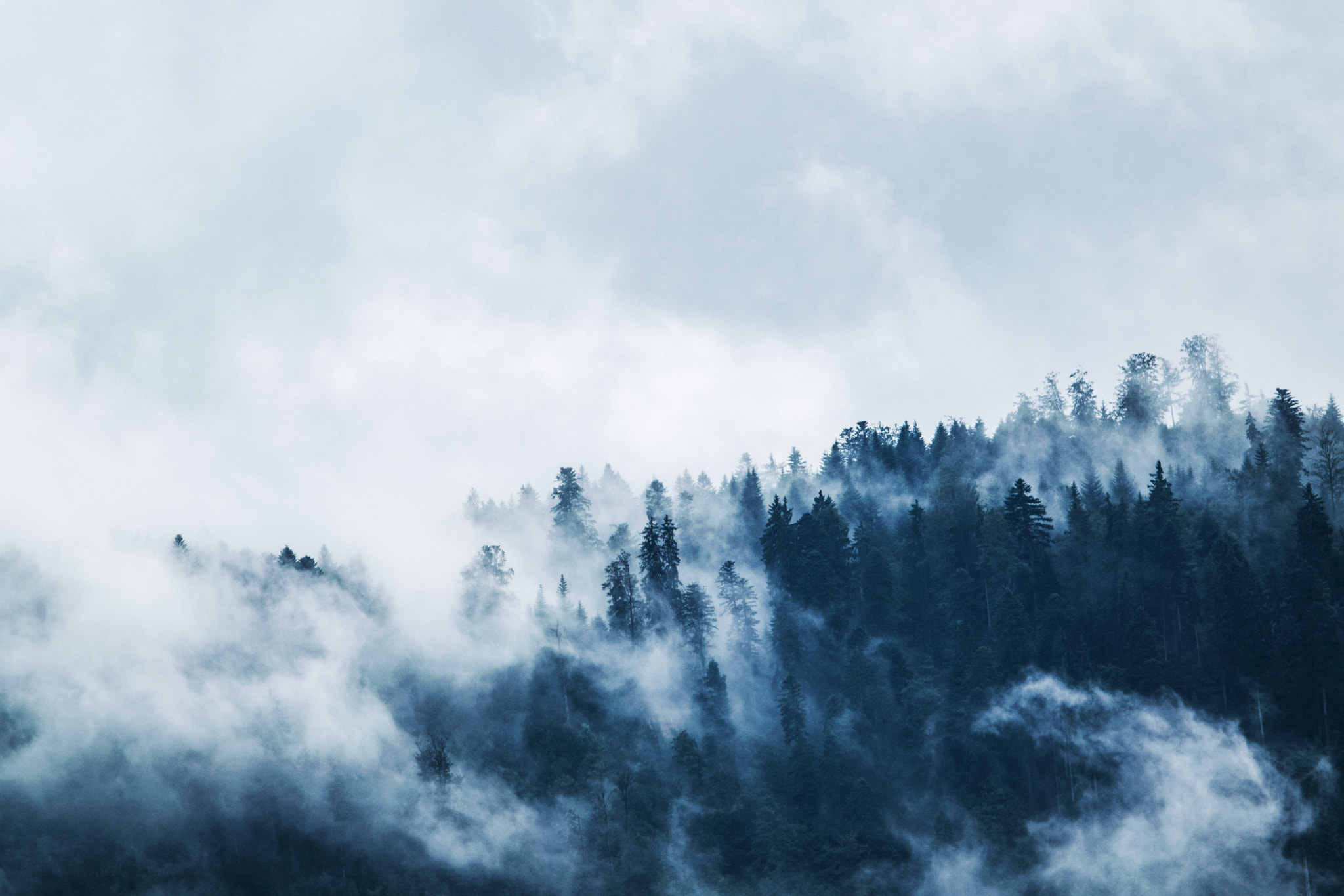 Nikon AF-S Nikkor 70-200mm F2.8G ED VR II sample photo. Forest fog photography