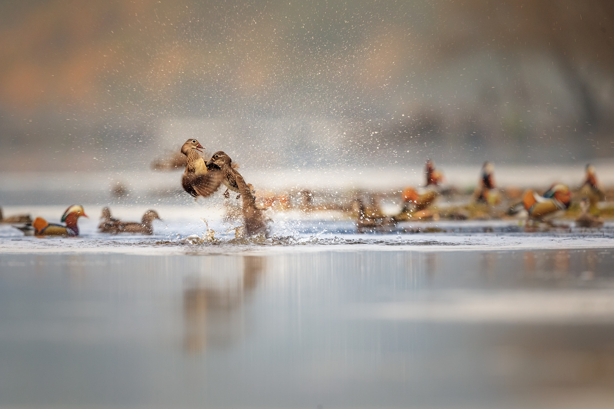 Canon EOS-1D X Mark II + Canon EF 600mm F4L IS II USM sample photo