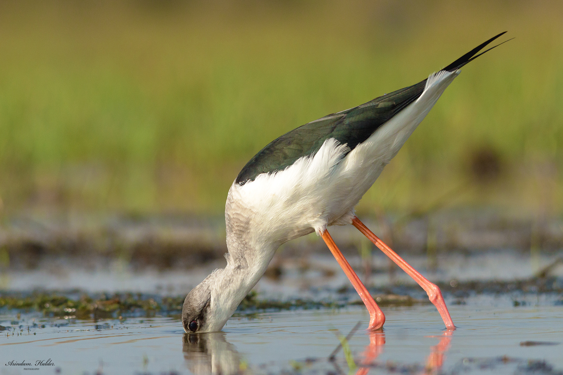 Nikon D3200 + Sigma 150-500mm F5-6.3 DG OS HSM sample photo. Black winged stilt. photography