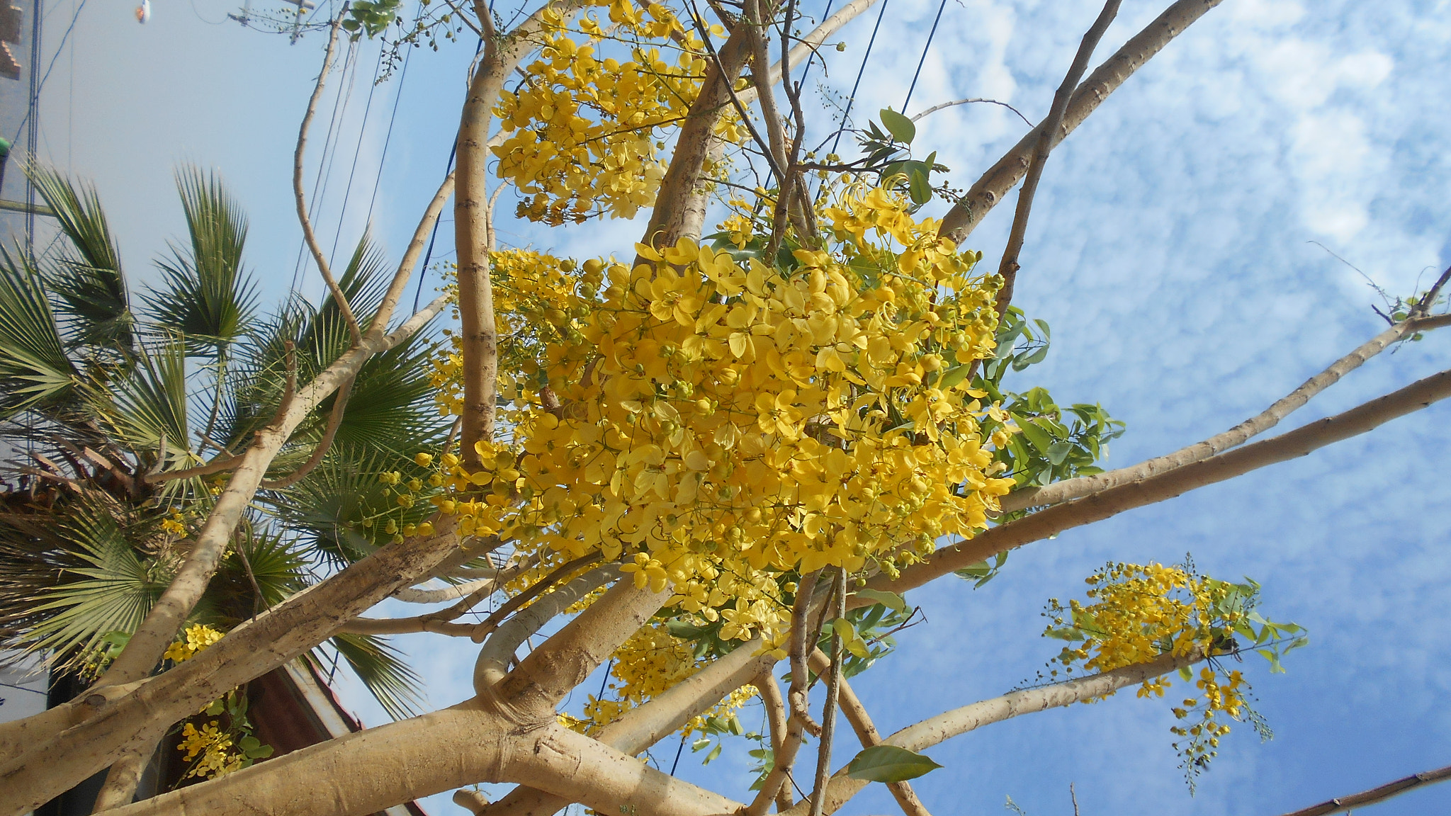 Nikon COOLPIX S2800 sample photo. Branches, & sky photography