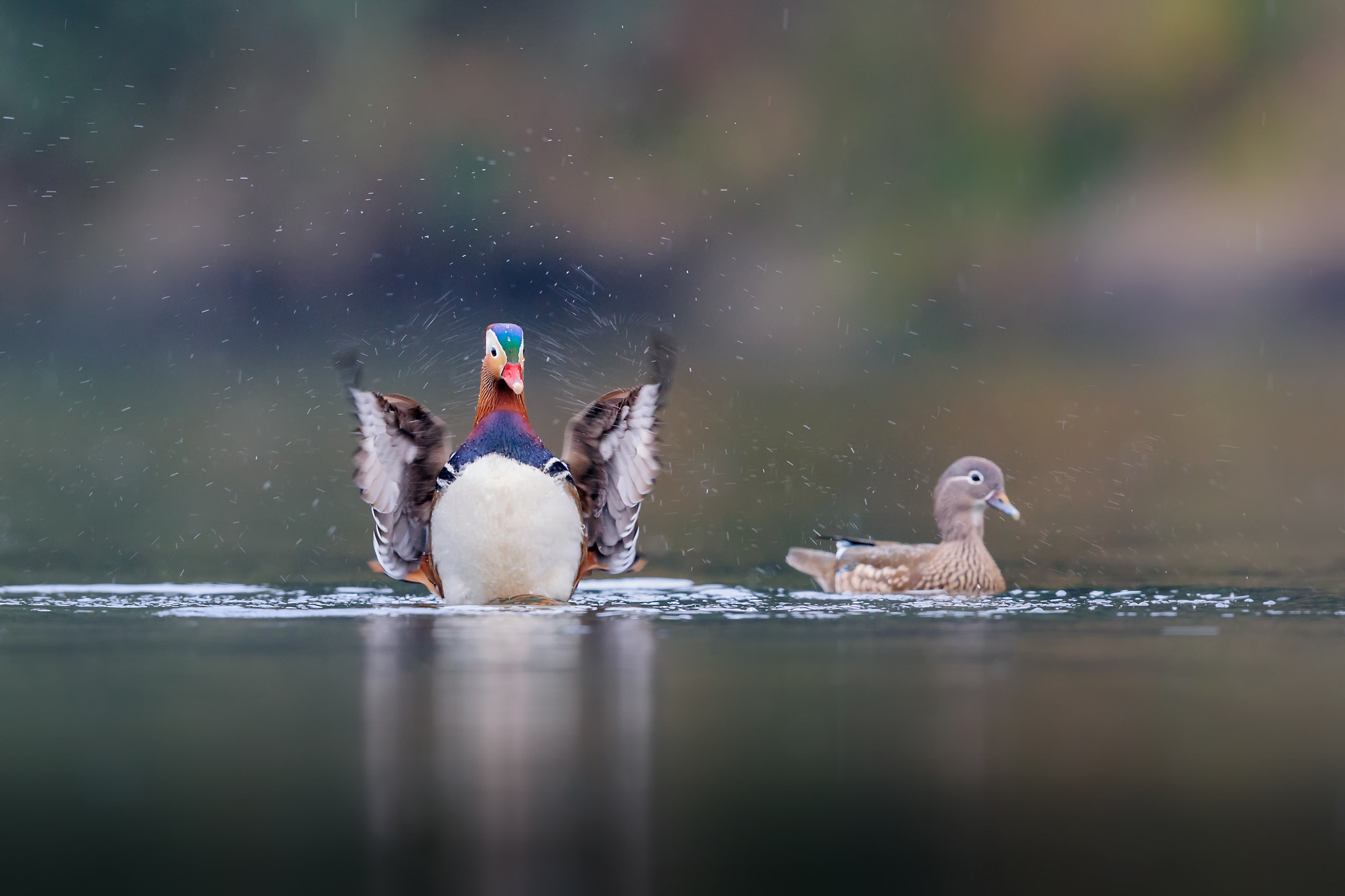 Canon EOS-1D X Mark II + Canon EF 600mm F4L IS II USM sample photo