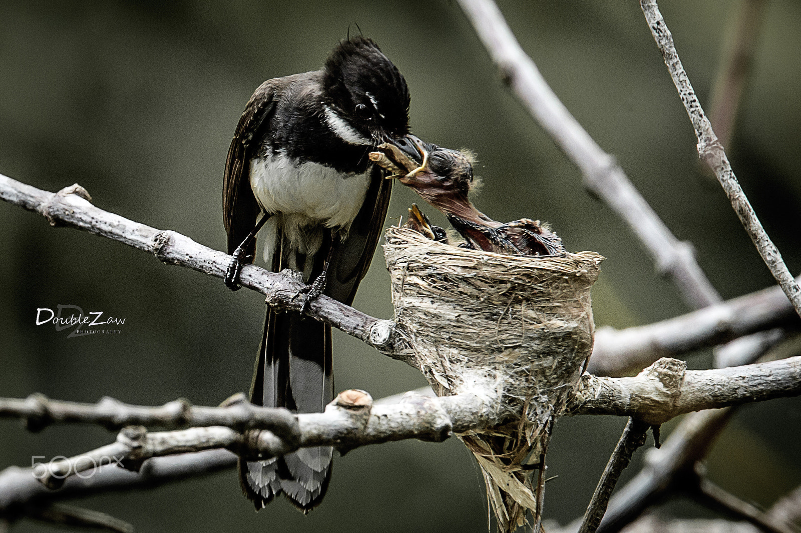 Nikon D4 sample photo. Pied fantail b photography