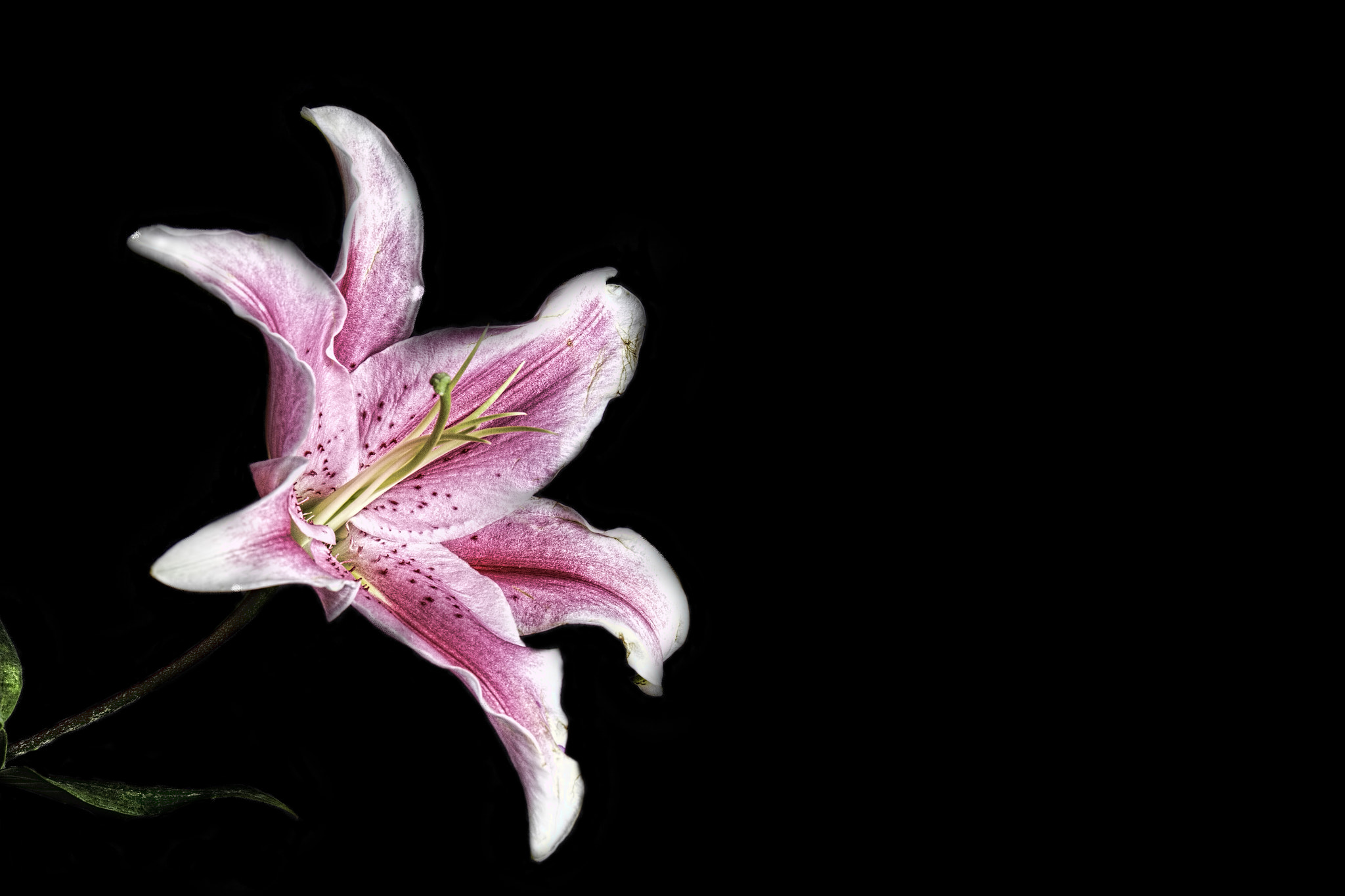 Canon EF 24-70mm F4L IS USM sample photo. Wilting stargazer photography