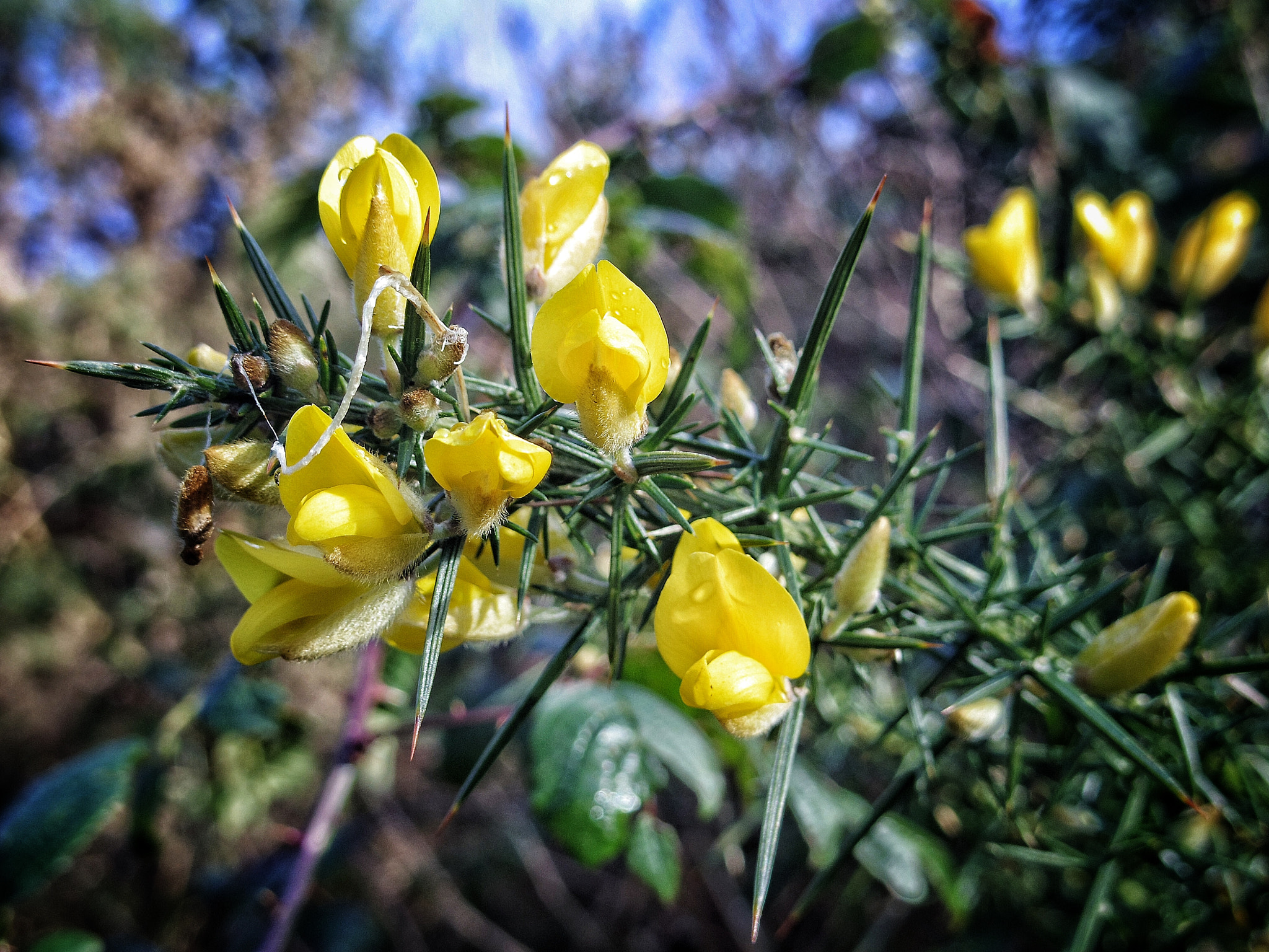 Pentax Q sample photo. Gorse photography