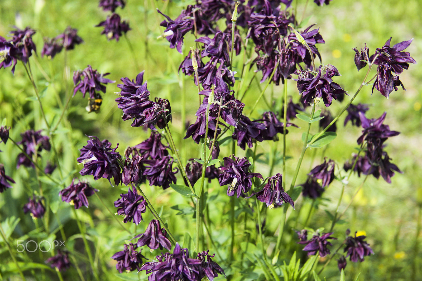 Canon EF-S 17-85mm F4-5.6 IS USM sample photo. Img photography