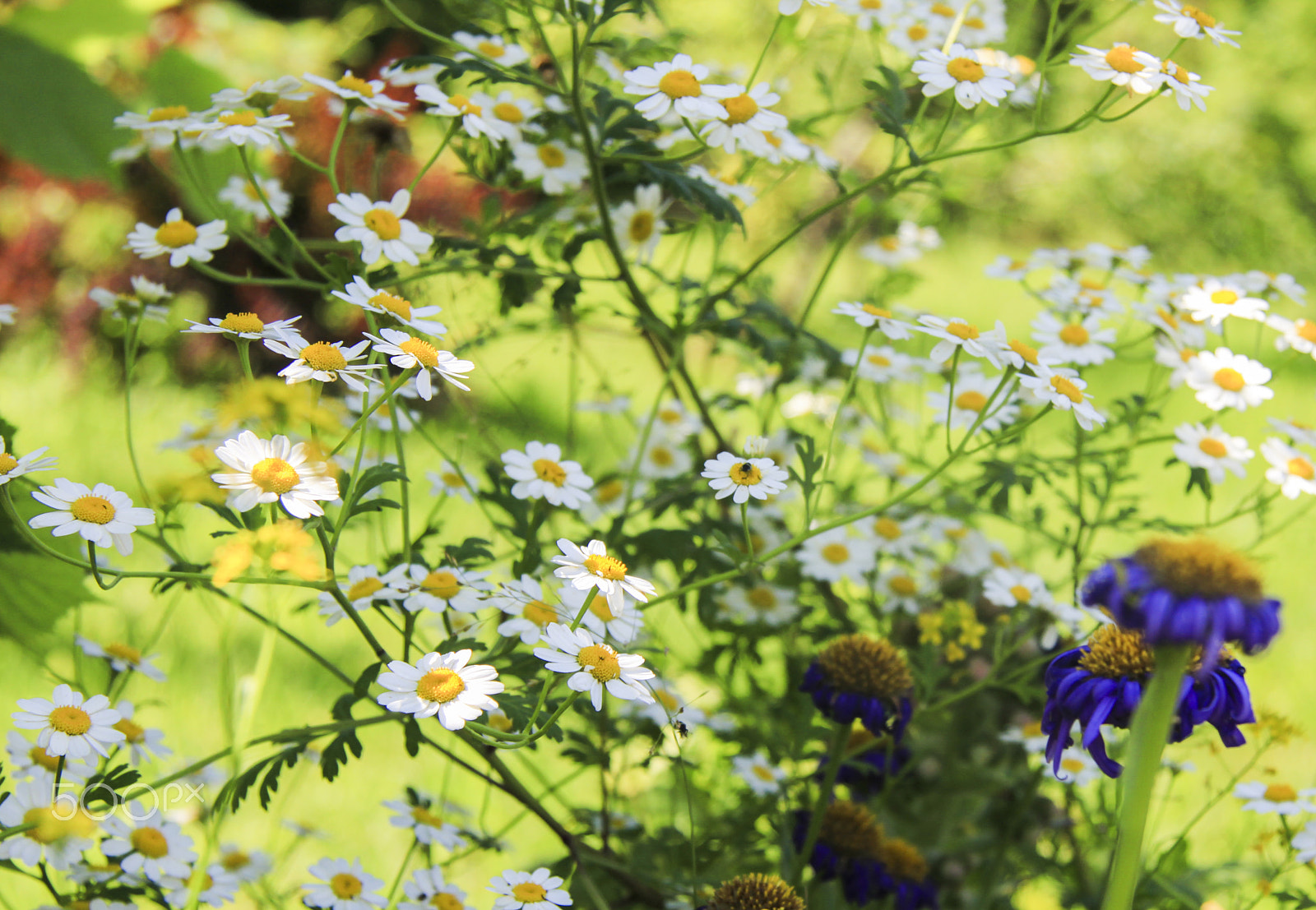 Canon EF-S 17-85mm F4-5.6 IS USM sample photo. Img photography