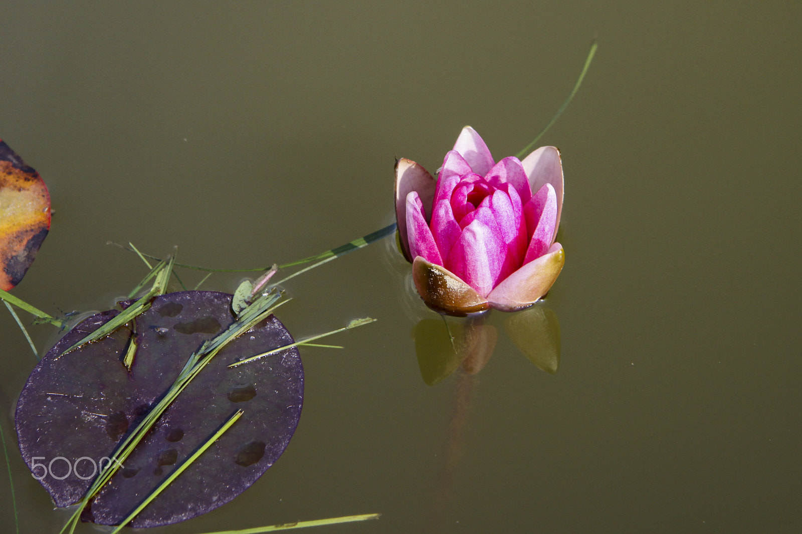 Canon EF-S 17-85mm F4-5.6 IS USM sample photo. Царица пруда photography
