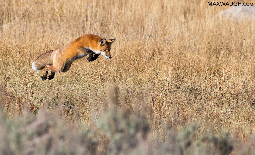 Canon EF 600mm F4L IS II USM sample photo. Mousing red fox photography