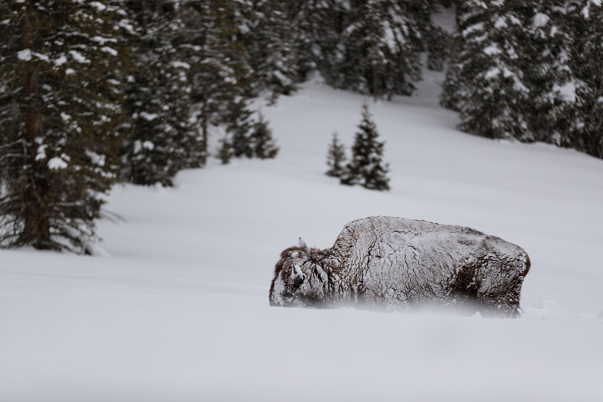 Canon EOS-1D X Mark II sample photo. Bisonte yellowstone n.p. photography