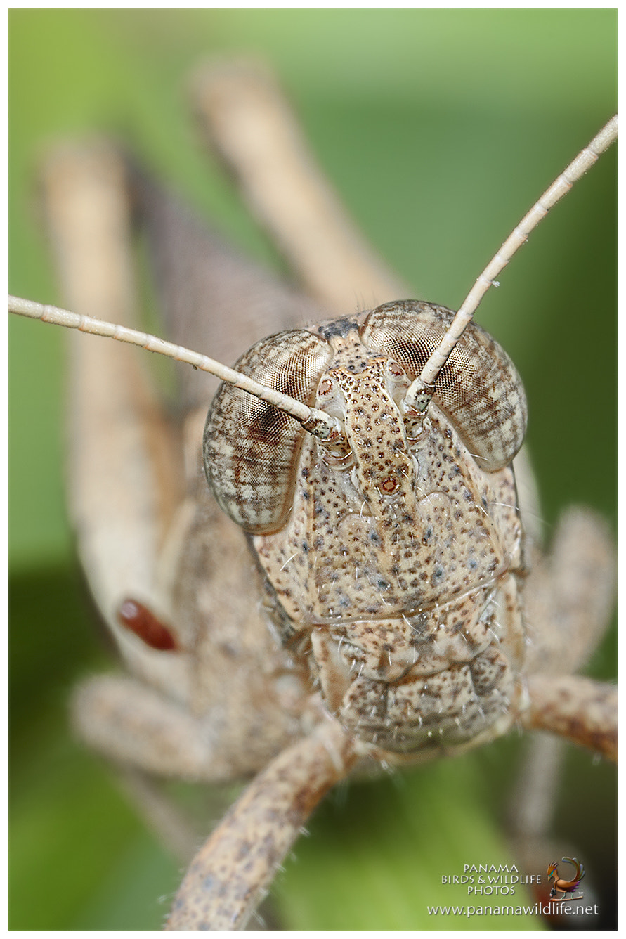 Canon EOS 7D Mark II + Canon MP-E 65mm F2.5 1-5x Macro Photo sample photo. 33213506766.jpg photography