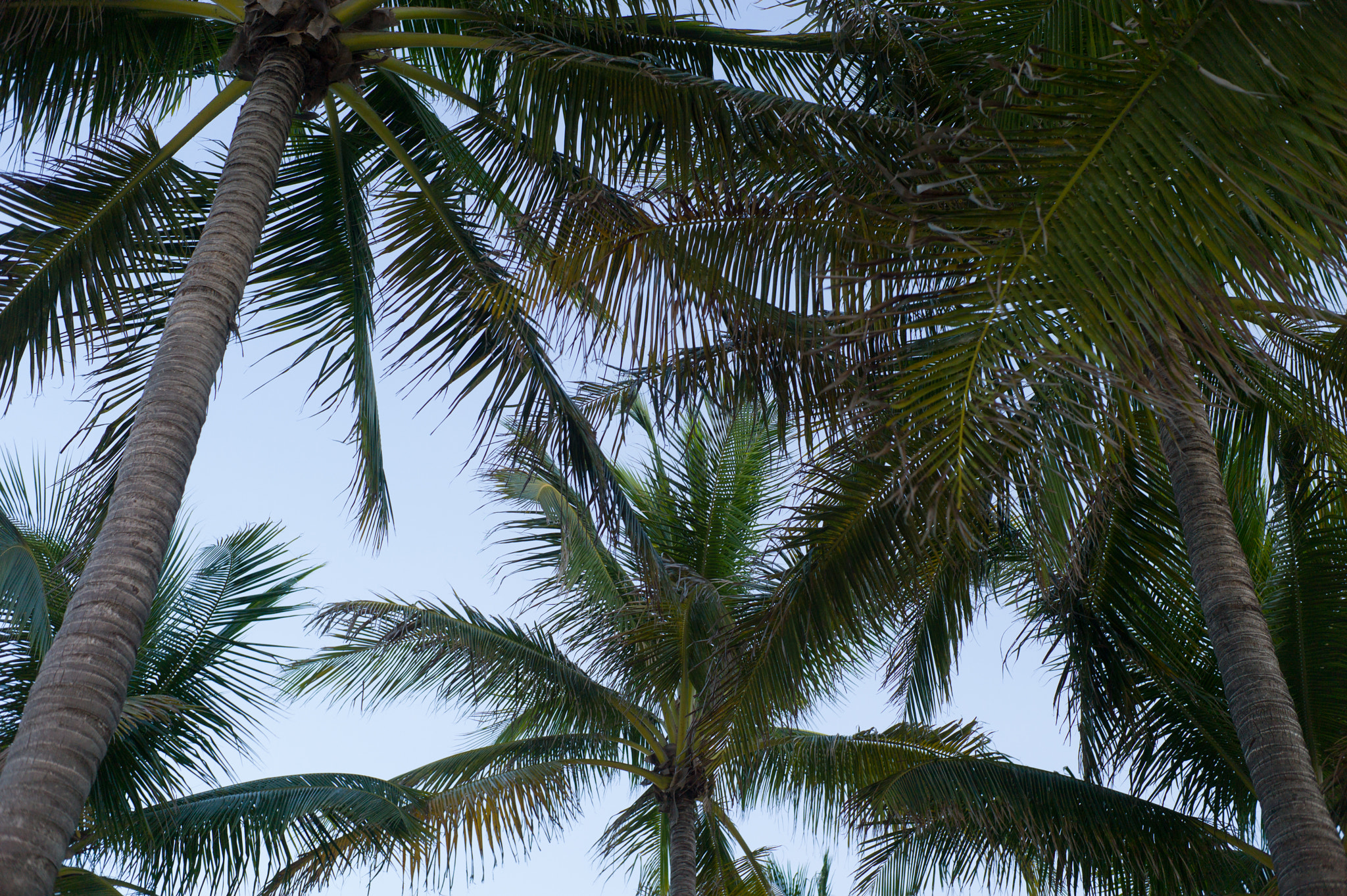 Leica M9 + Summicron-M 35mm f/2 (IV) sample photo. Palms at beach photography
