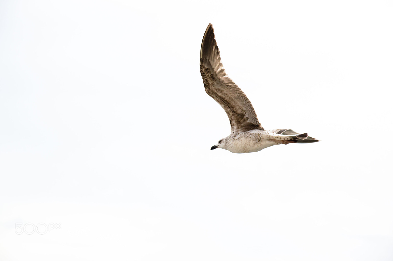 Sigma 17-70mm F2.8-4 DC Macro OS HSM | C sample photo. Bird photography