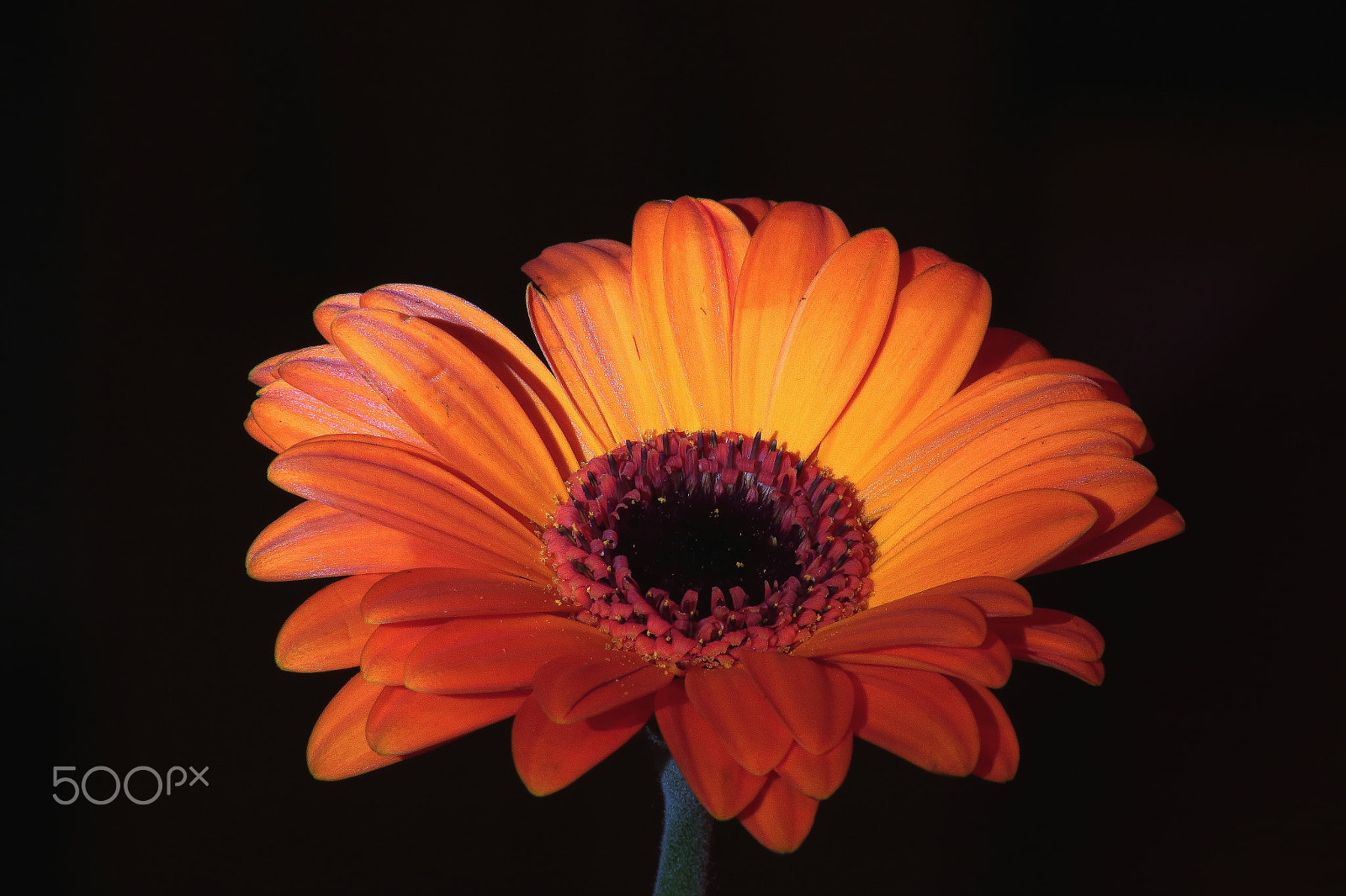 Canon EOS 100D (EOS Rebel SL1 / EOS Kiss X7) sample photo. Flower photography