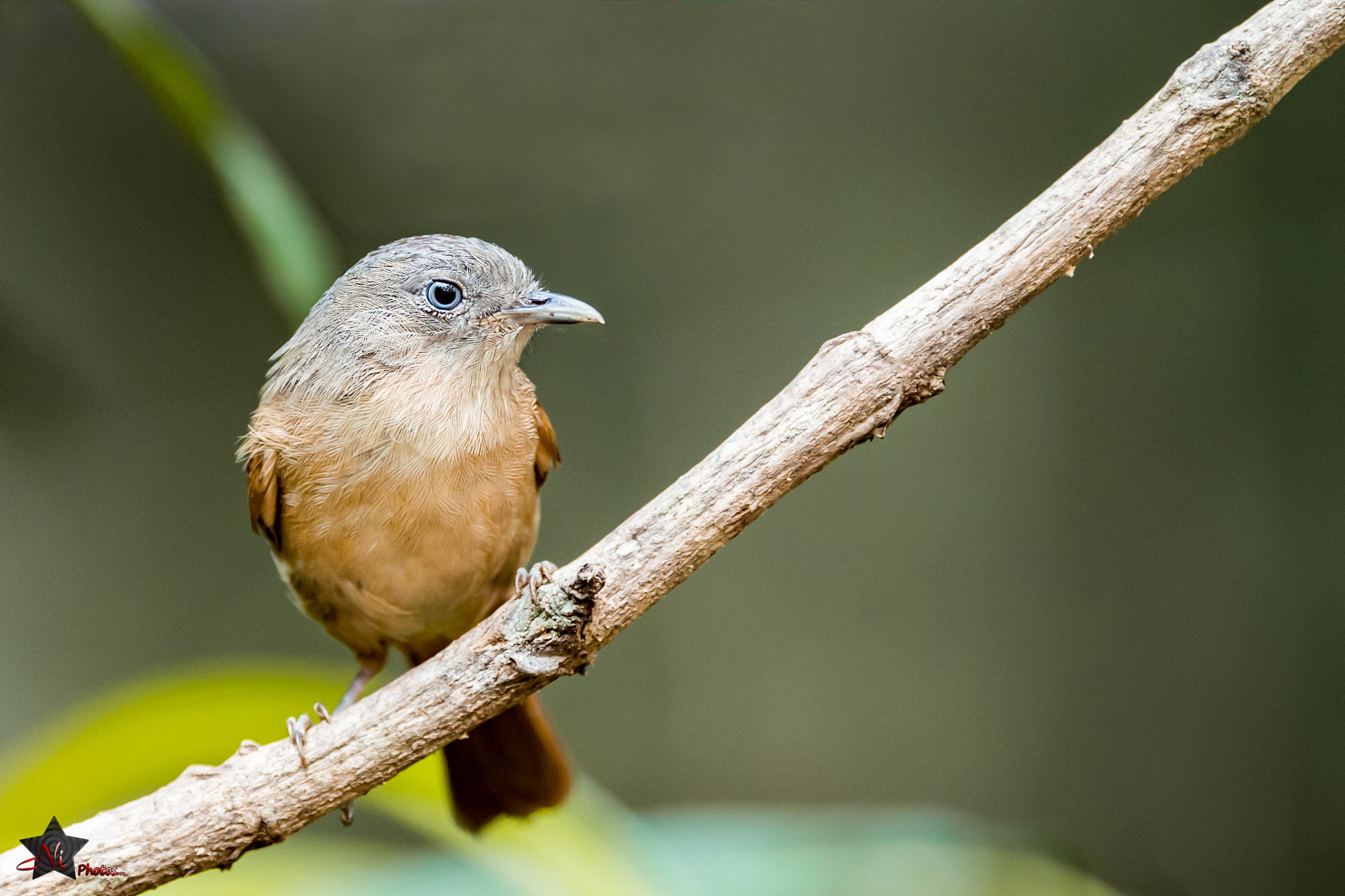 Nikon AF-S Nikkor 600mm F4E FL ED VR sample photo. Brown-cheeked fulvetta photography