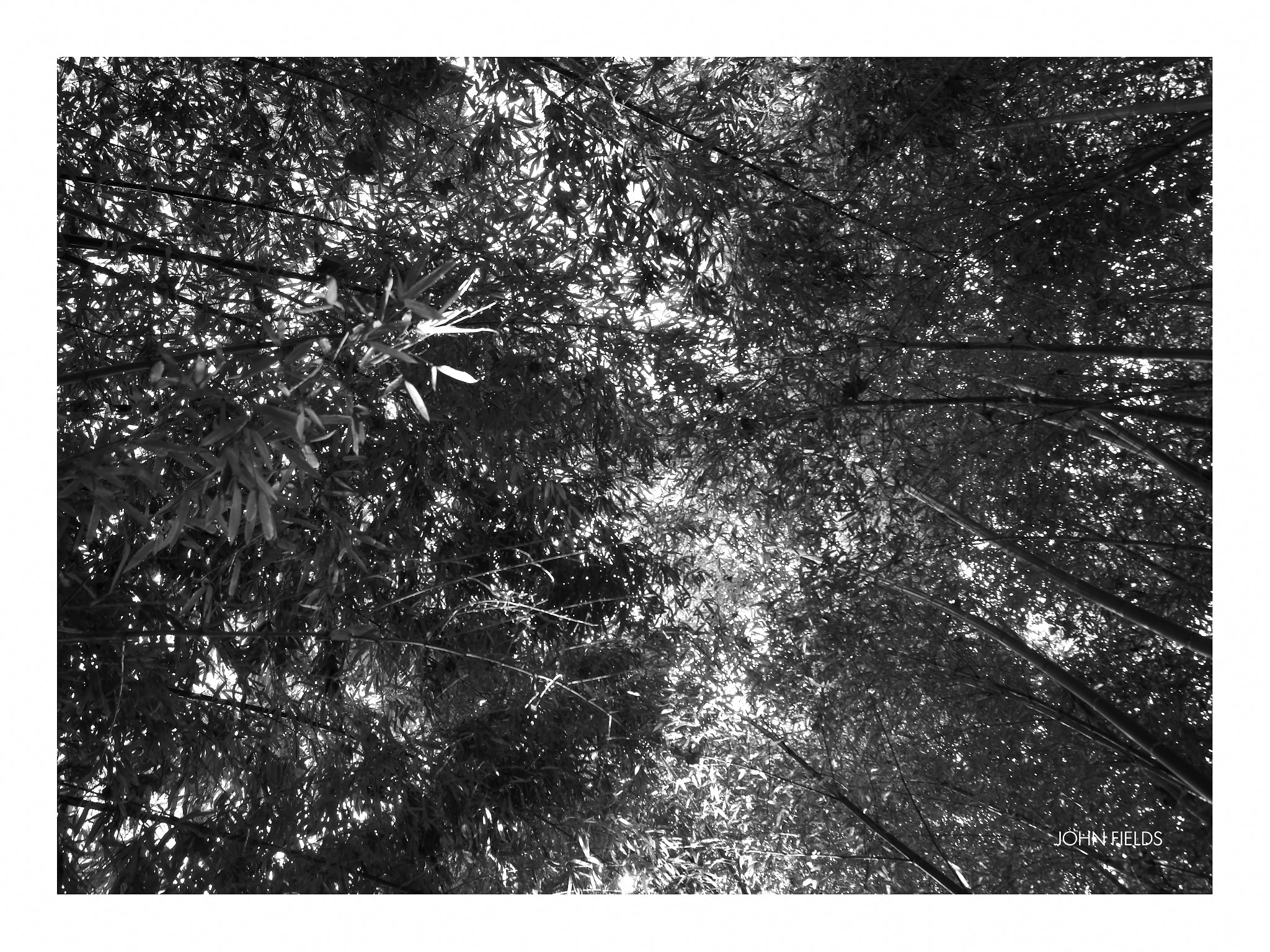 Panasonic Lumix DMC-GX8 + Olympus M.Zuiko Digital ED 12-40mm F2.8 Pro sample photo. Málaga (54) jardín botánico la concepción photography