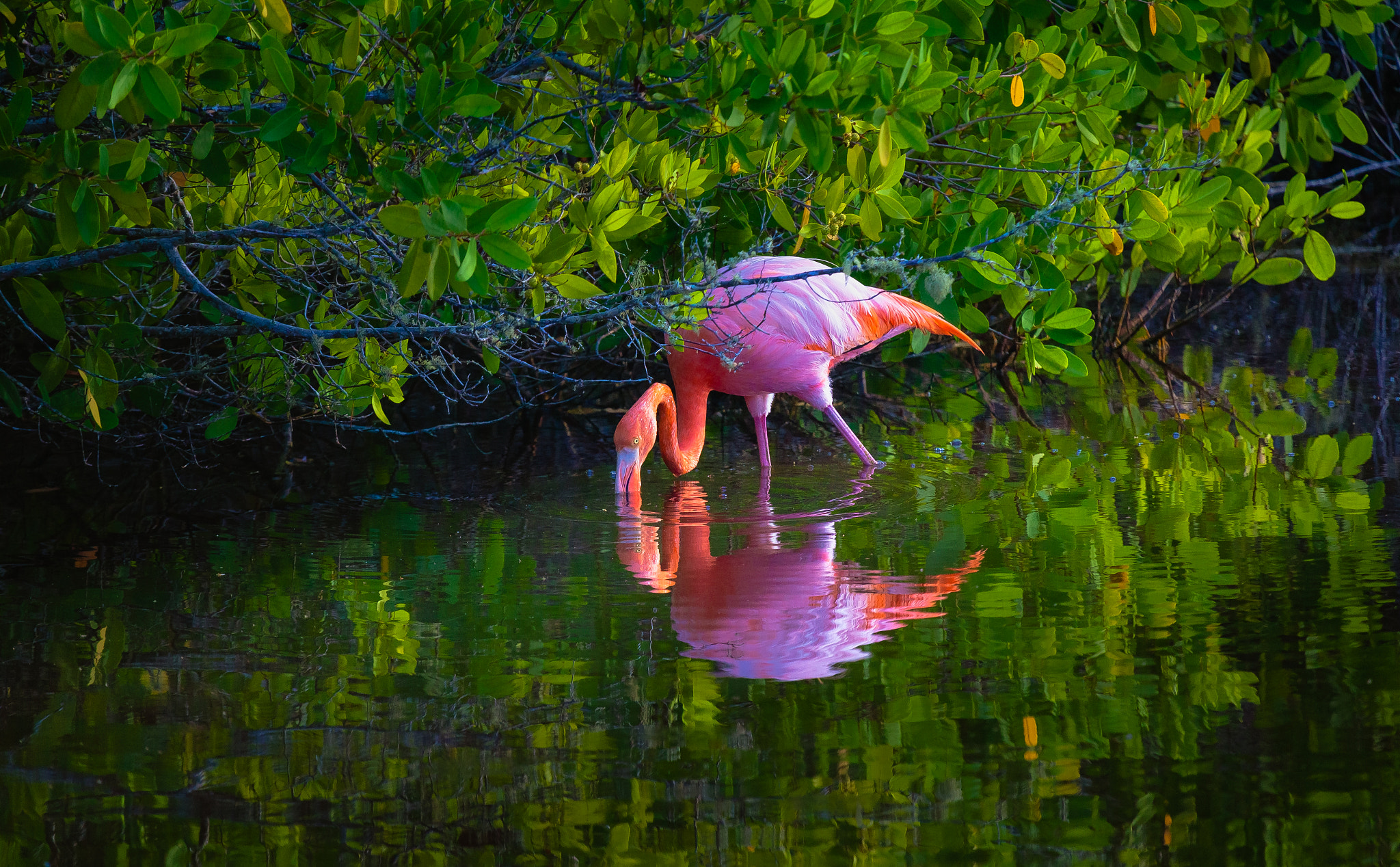Canon EF 100-400mm F4.5-5.6L IS USM sample photo. Galapagos flamingo photography