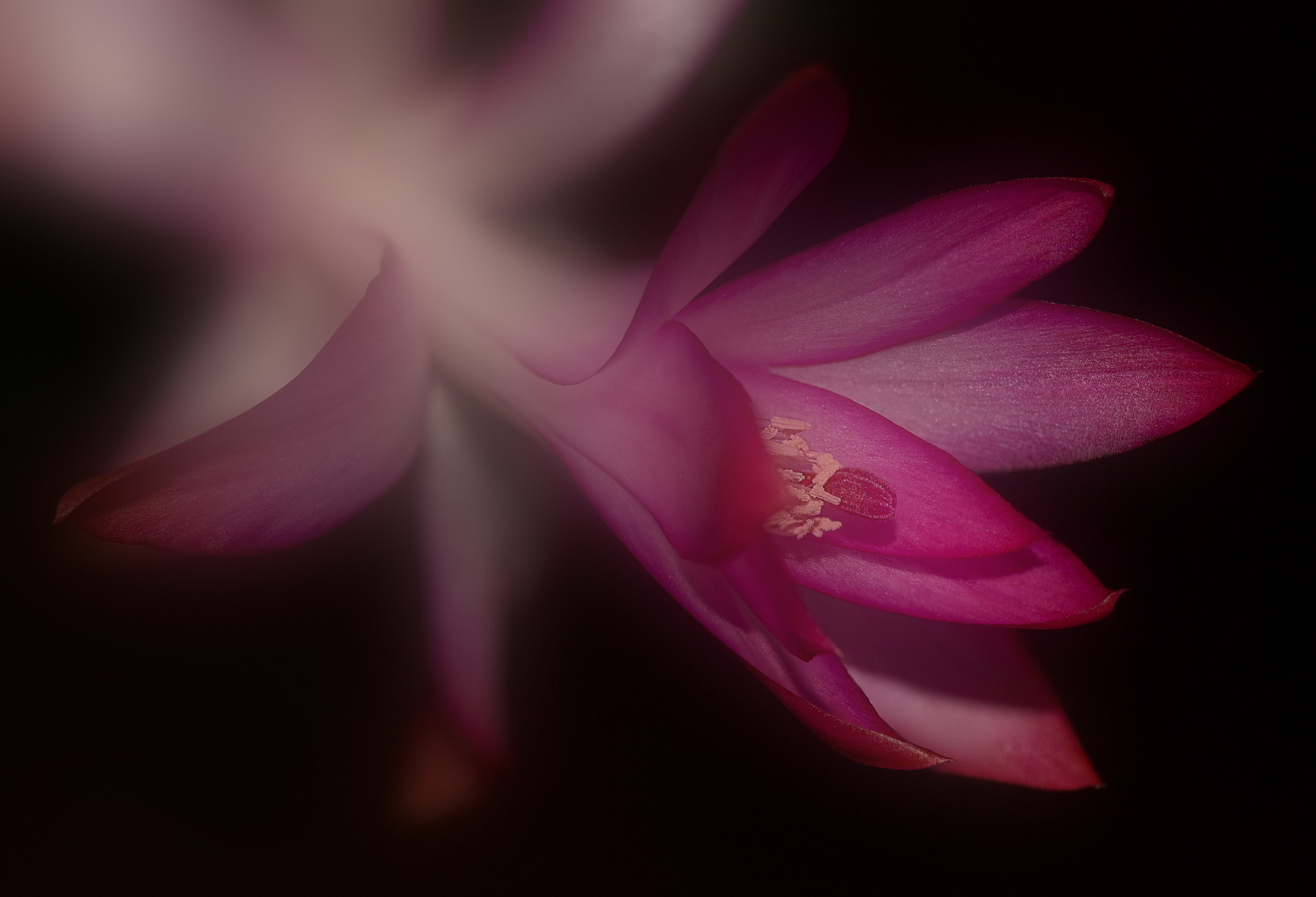 Nikon AF-S DX Micro-Nikkor 85mm F3.5G ED VR sample photo. Cactus flower photography
