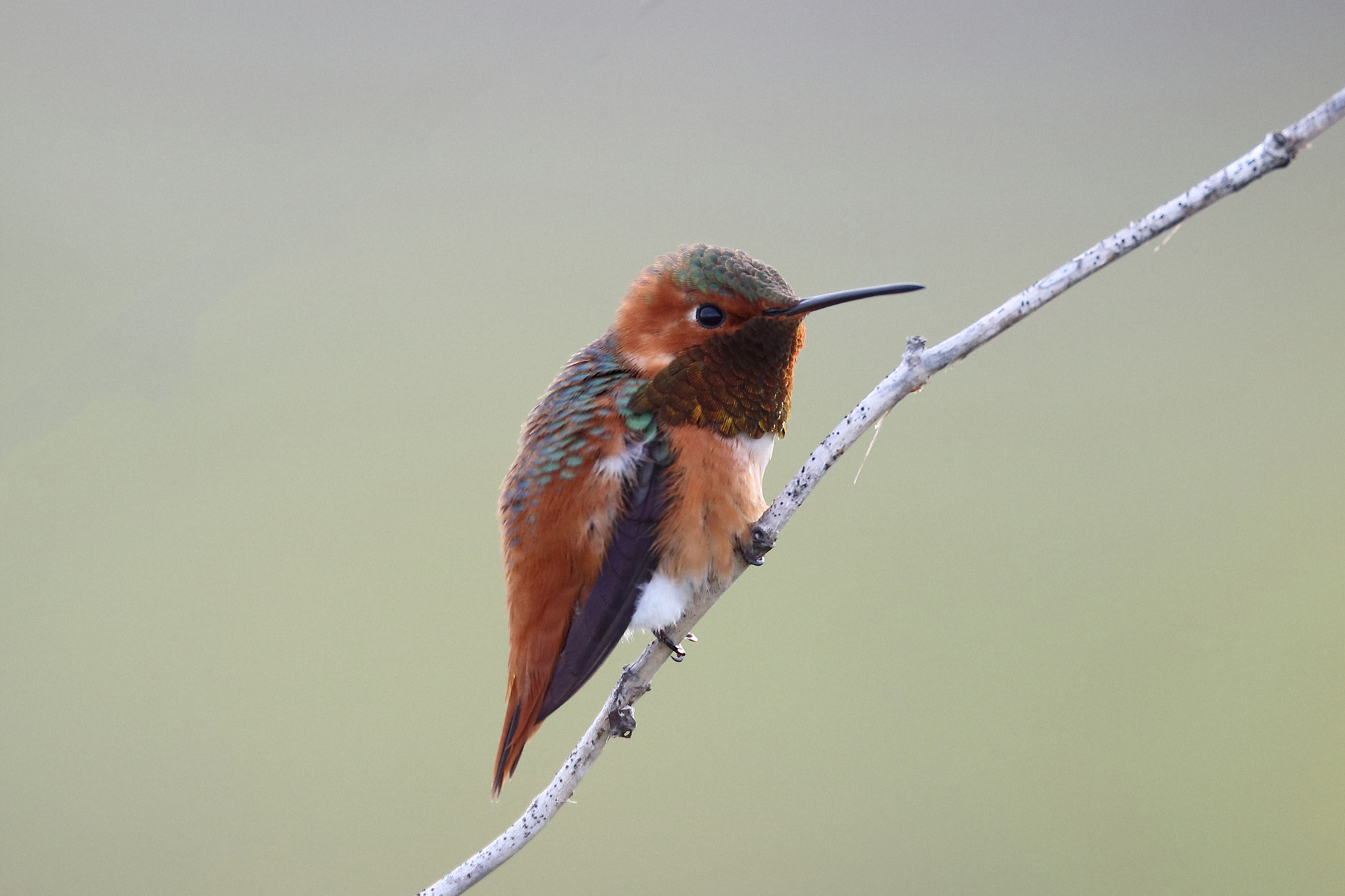 Canon EF 200mm F2L IS USM sample photo. Allen's hummingbird photography
