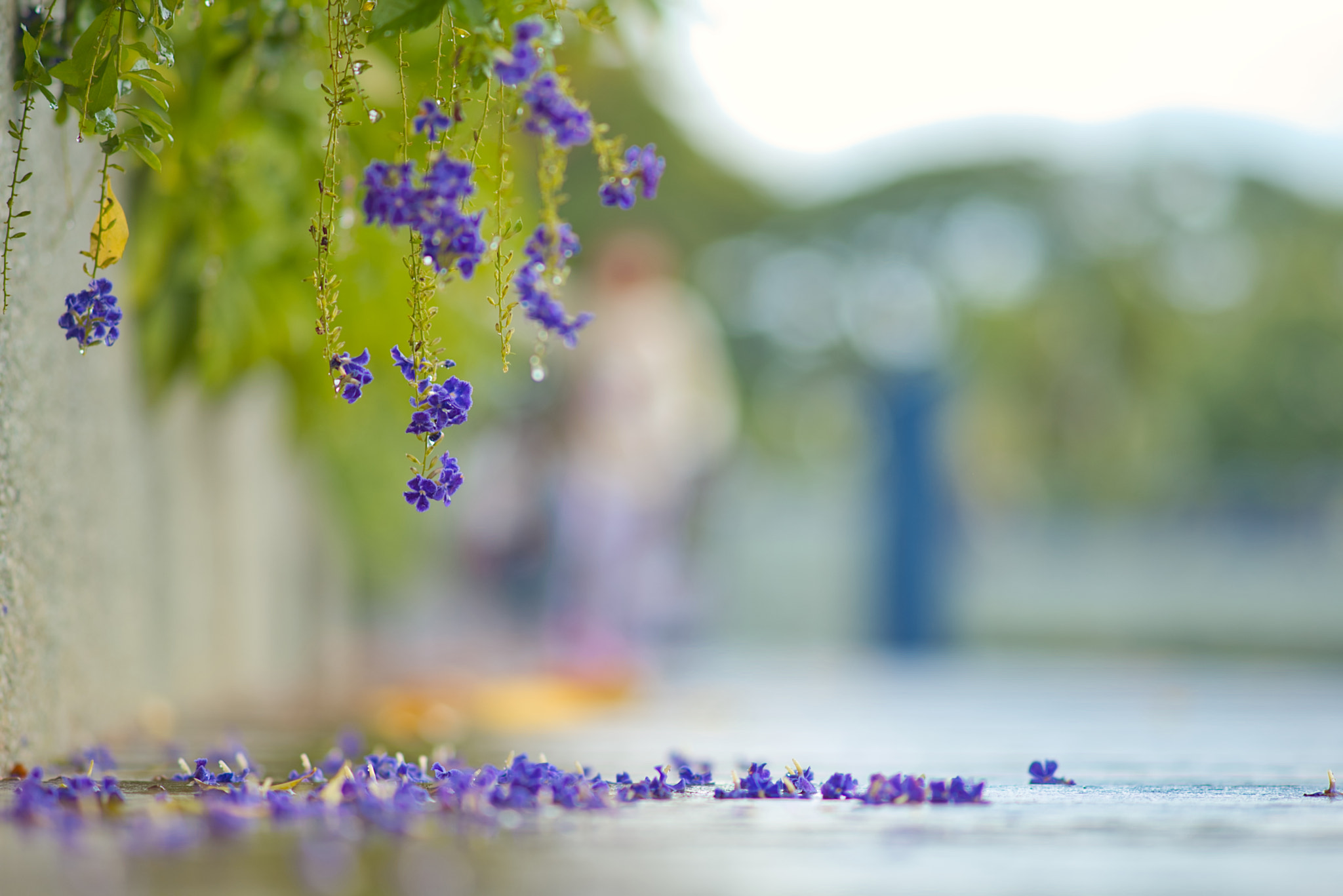 Nikon D610 + AF Nikkor 50mm f/1.8 sample photo. Fallin' purple, after the rain...! photography