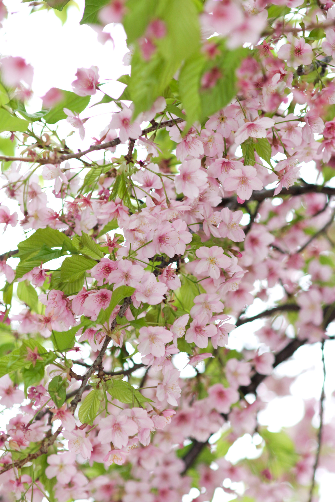 Canon EF 135mm F2.8 SF sample photo