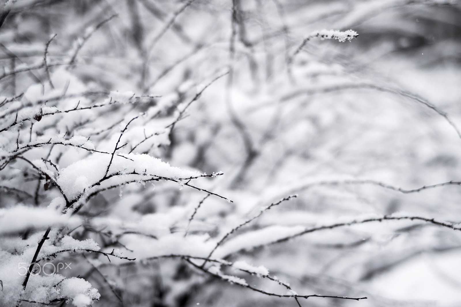 Pentax K-3 sample photo. Limbs in snow photography