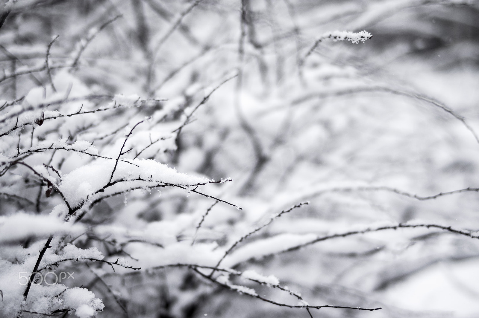 Pentax K-3 + Pentax smc FA 31mm F1.8 AL Limited sample photo. Limbs in snow photography