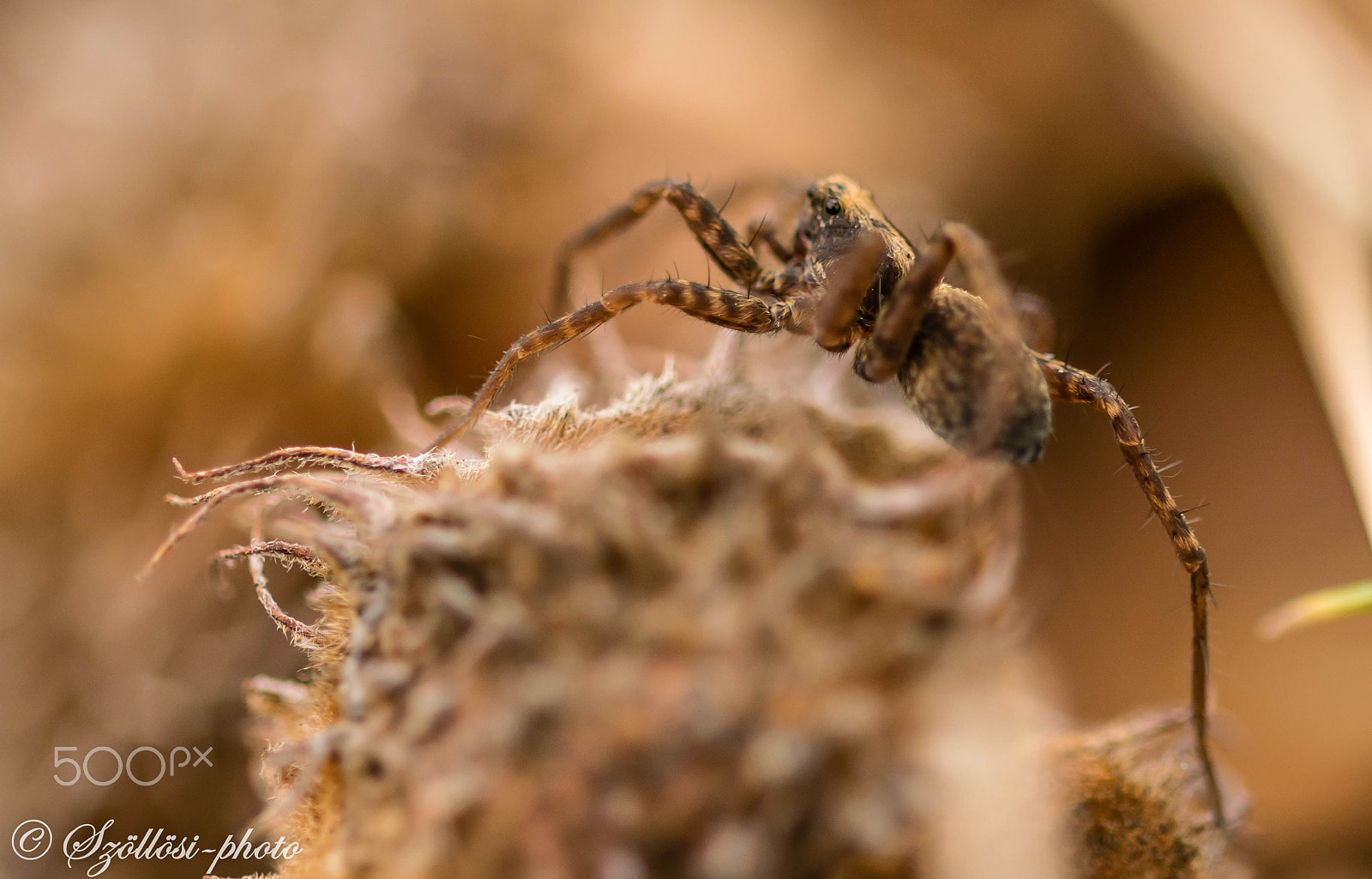 Sigma 105mm F2.8 EX DG OS HSM sample photo. Camouflage photography