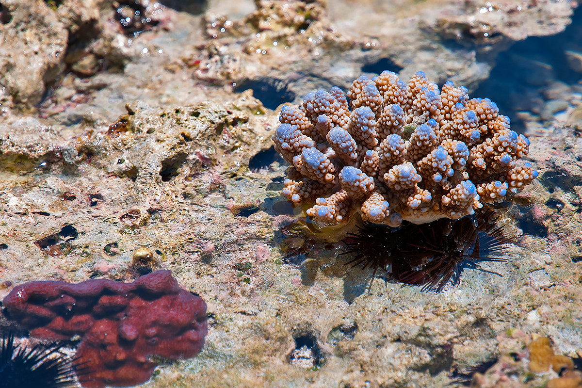 Nikon D300S sample photo. In low tide photography