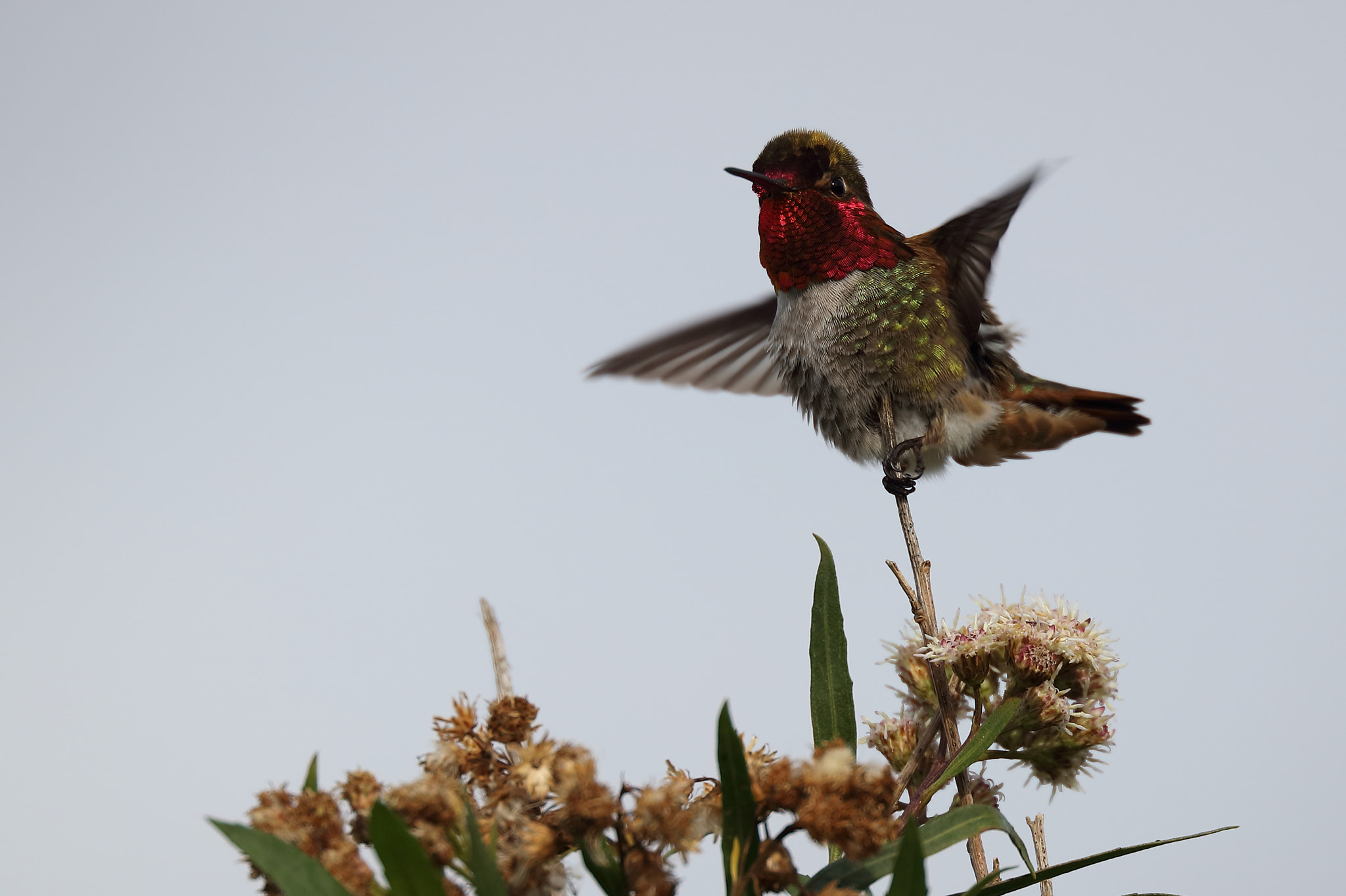 Canon EF 200mm F2L IS USM sample photo. Anna's hummingbird photography