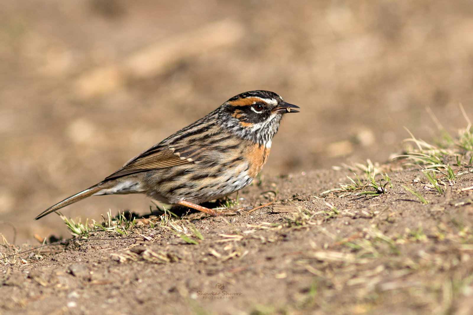 Canon EF 300mm F4L IS USM sample photo. Rufous breasted accentor photography