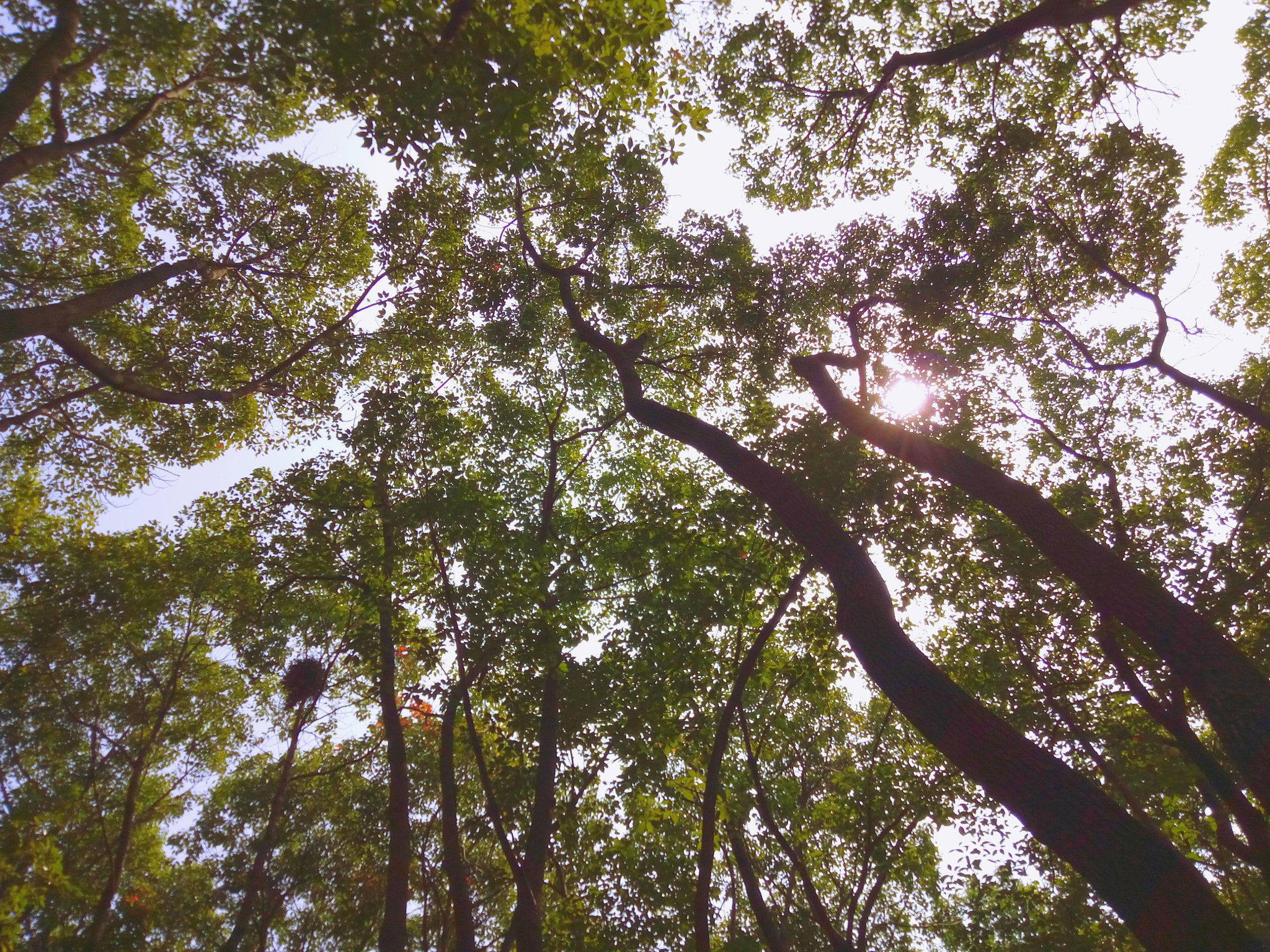 OPPO R7 sample photo