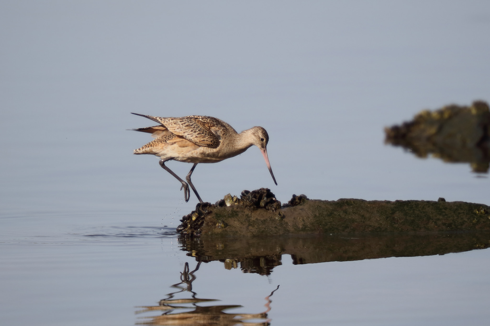 Canon EOS 5DS R sample photo. Marbled godwit photography