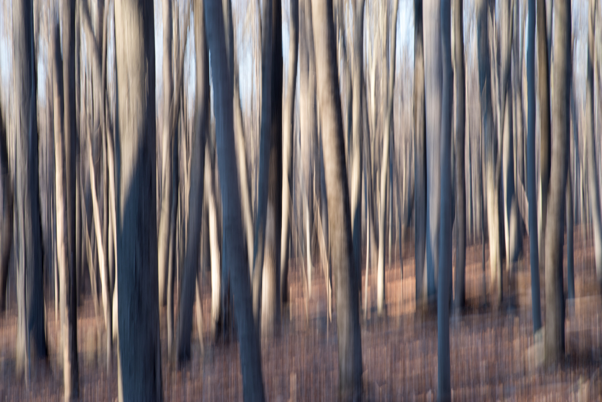 Pentax K-1 sample photo. Shadow and light on tree trunks photography