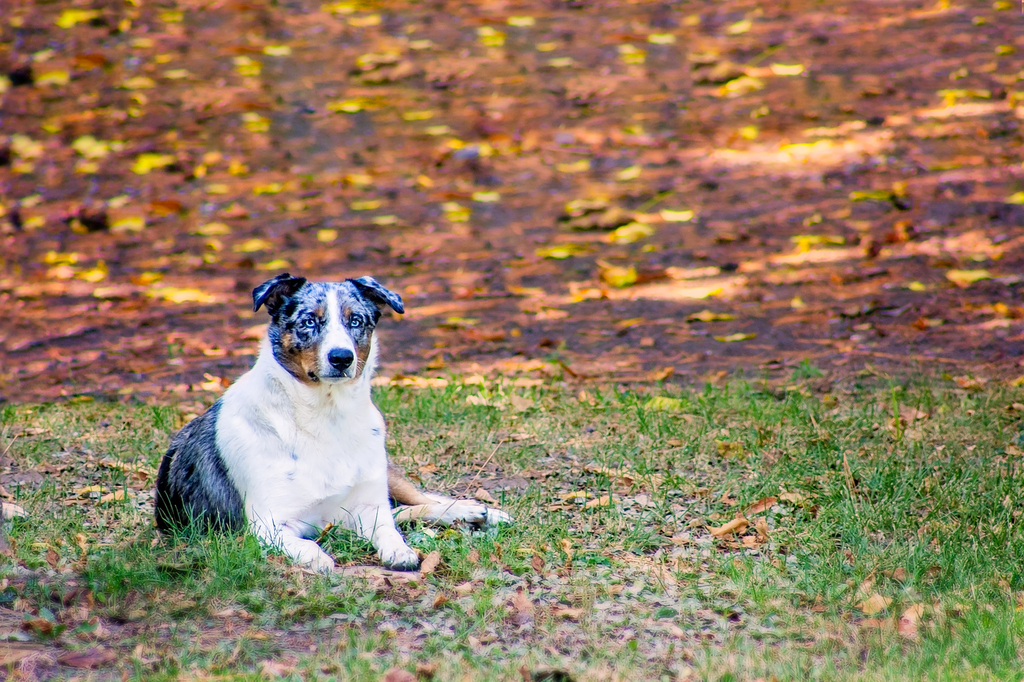EF75-300mm f/4-5.6 sample photo. Bb, queen of the blues photography