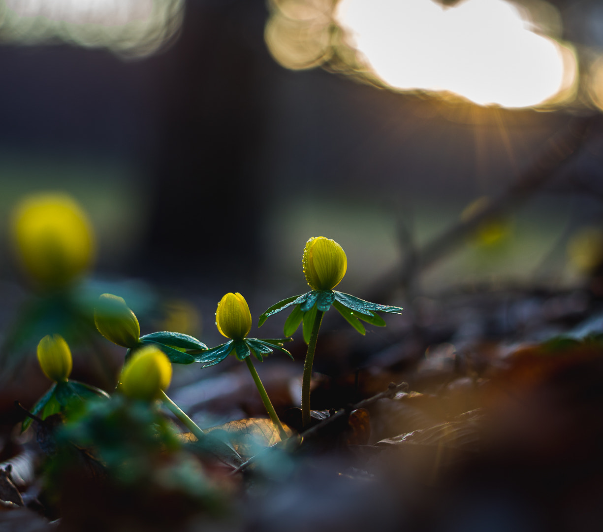 Sony a7R + Sony DT 50mm F1.8 SAM sample photo. Spring photography