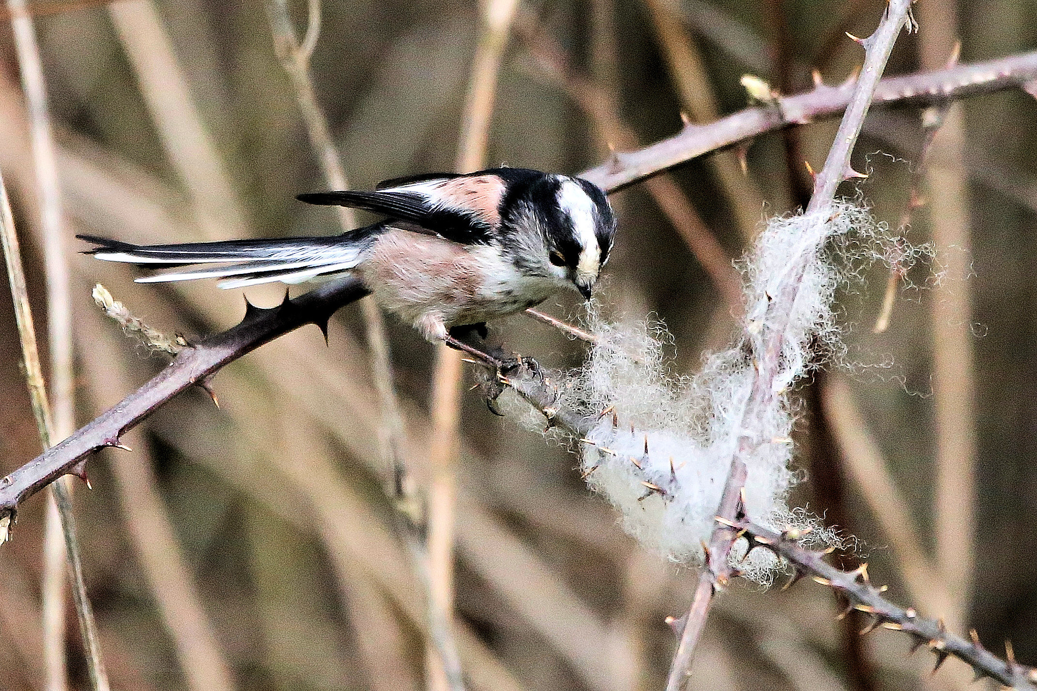 150-600mm F5-6.3 DG OS HSM | Contemporary 015 sample photo. Plucky little fellow photography