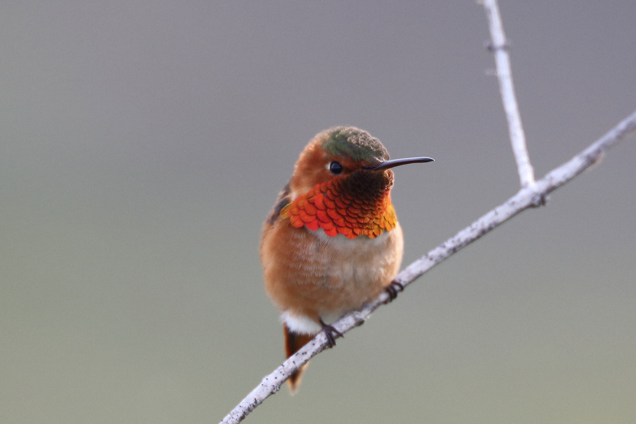 Canon EOS 5DS R + Canon EF 200mm F2L IS USM sample photo. Allen's hummingbird photography