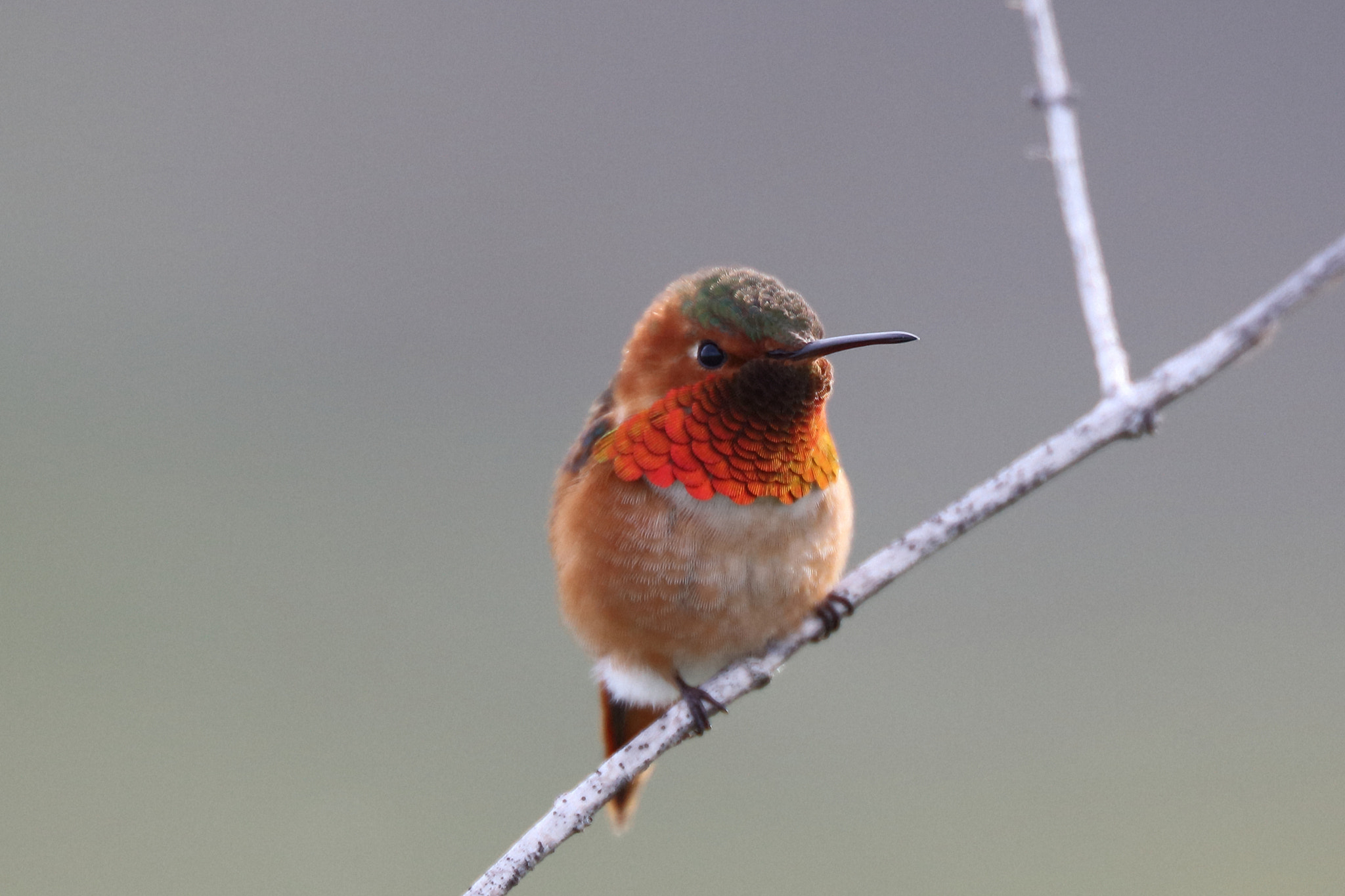 Canon EF 200mm F2L IS USM sample photo. Allen's hummingbird photography