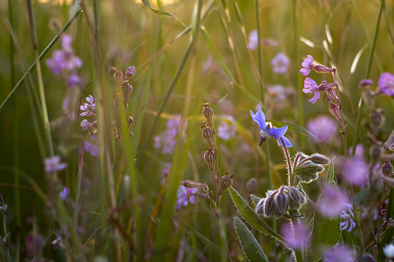 Canon EOS 60D sample photo