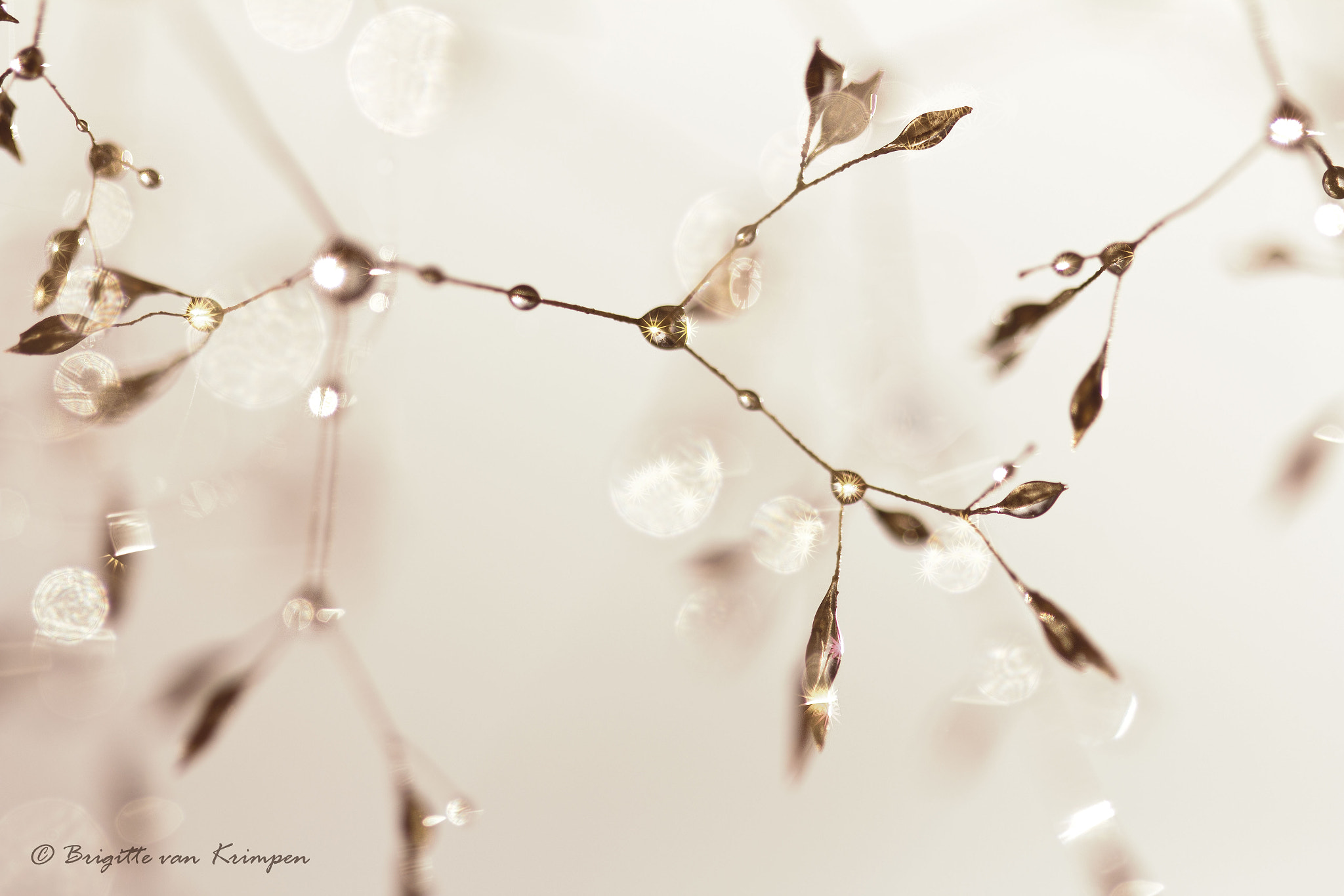 Canon EF 100mm F2.8 Macro USM sample photo. Spring bling photography